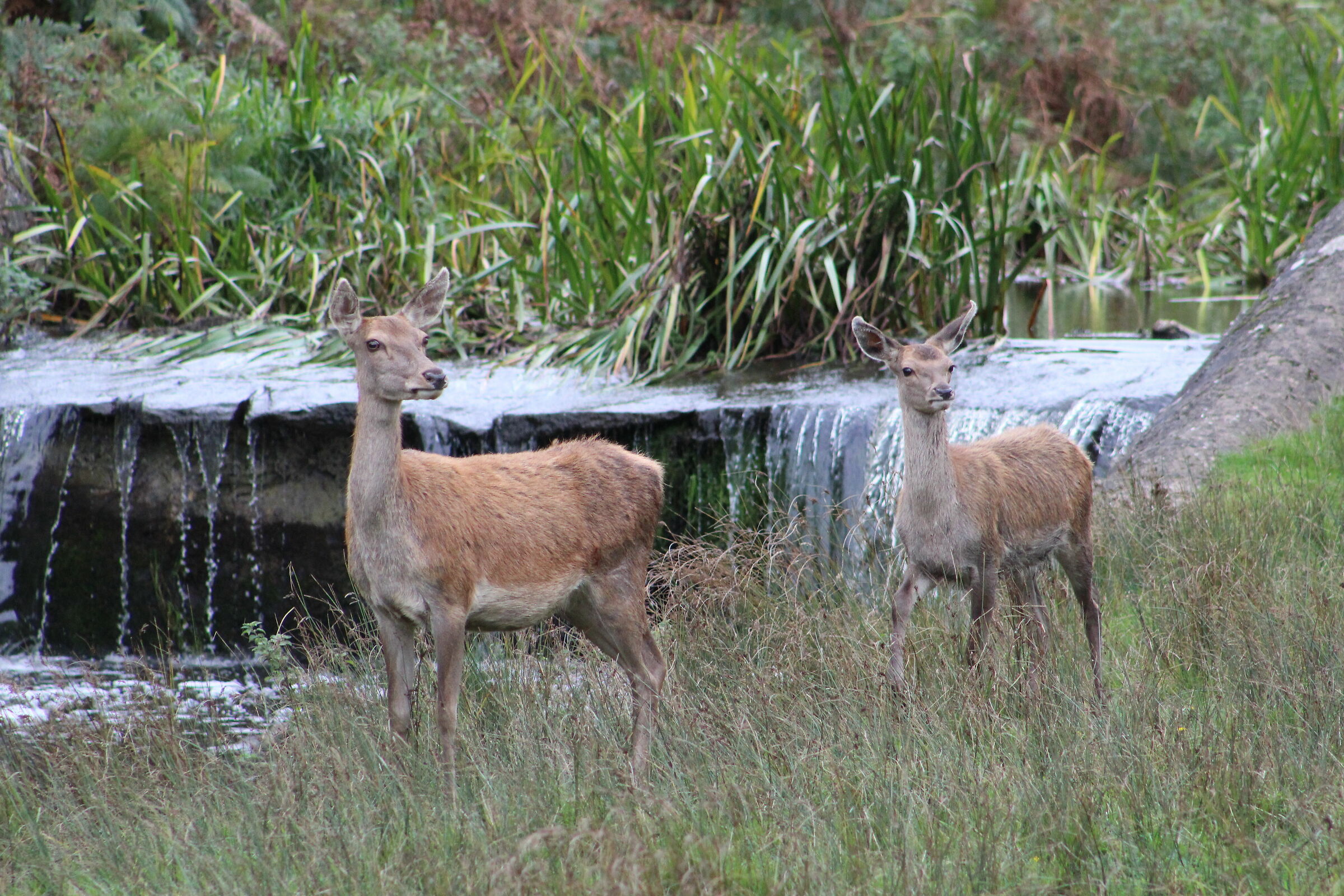 Hind (Female Red Deer )