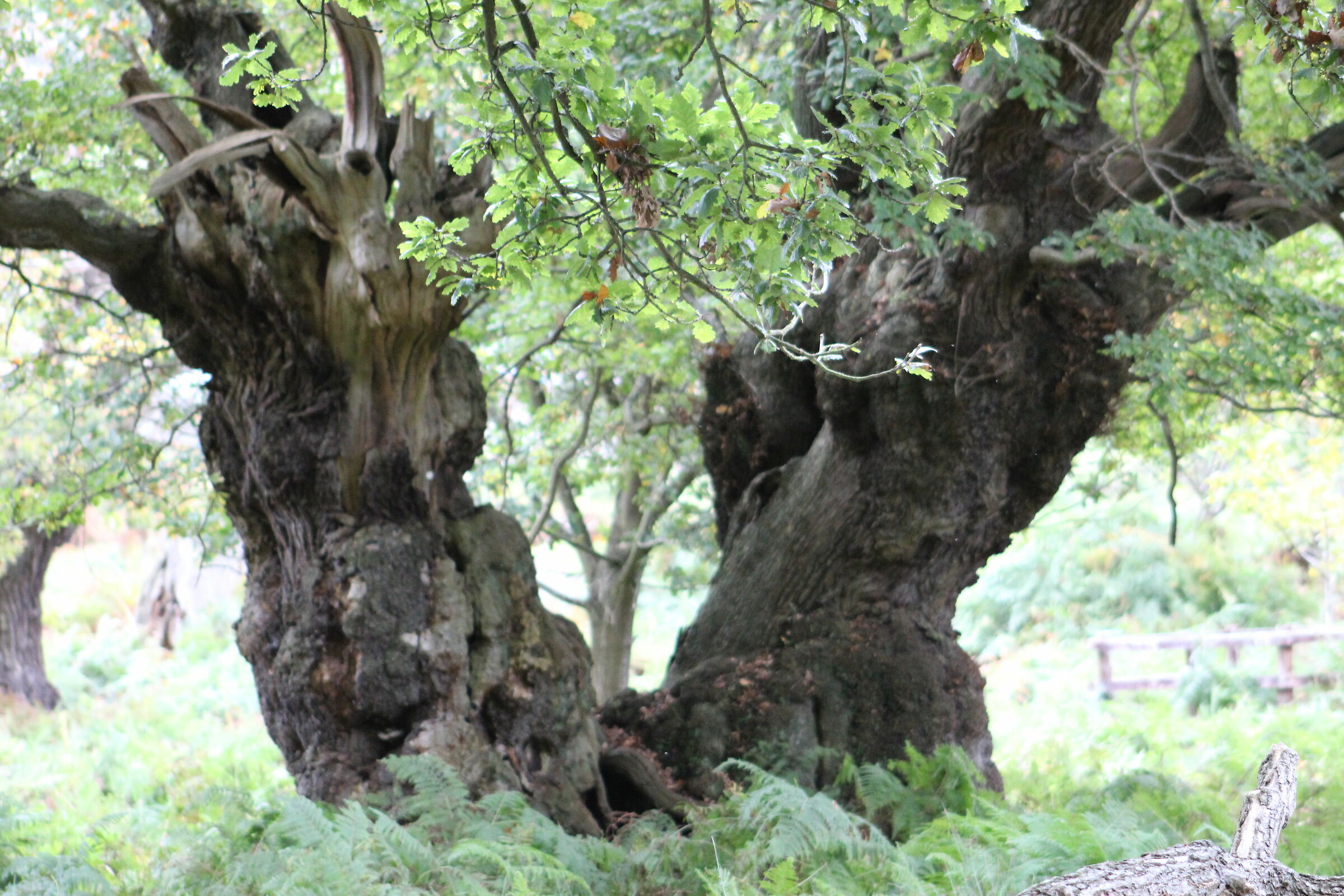 An Old Oak Tree