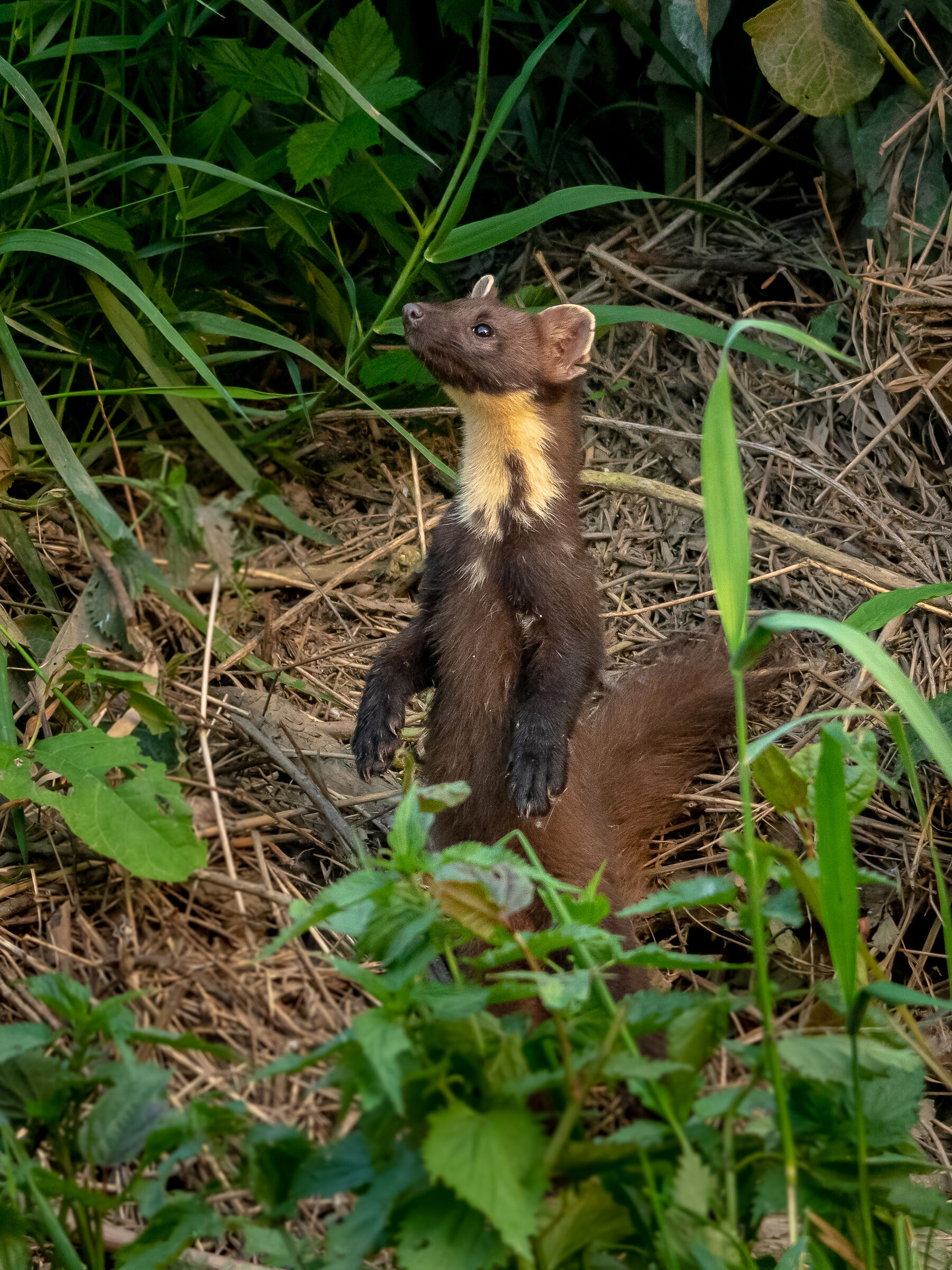 Pine marten (Martes martes)