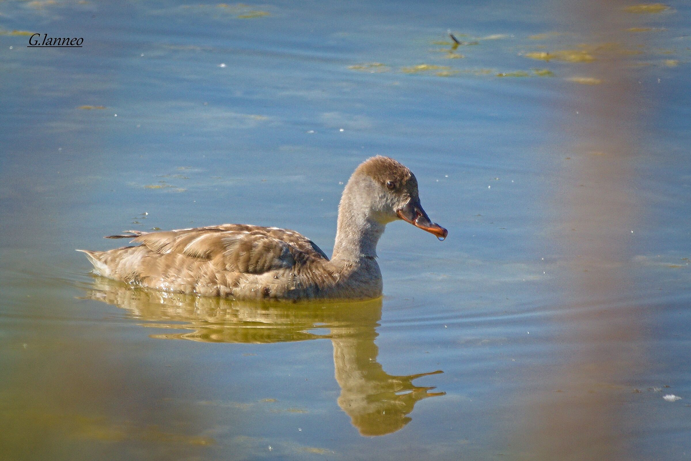 Turkish poof (female)