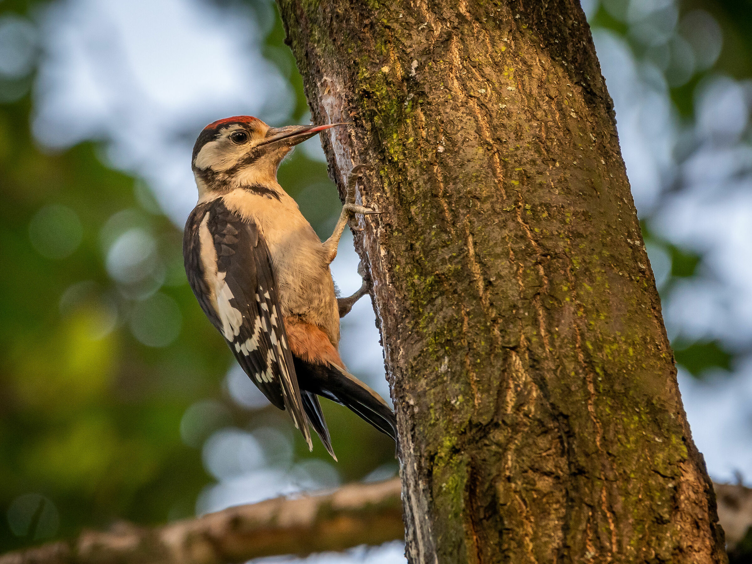 Grande picchio maculato (Dendrocopos major)