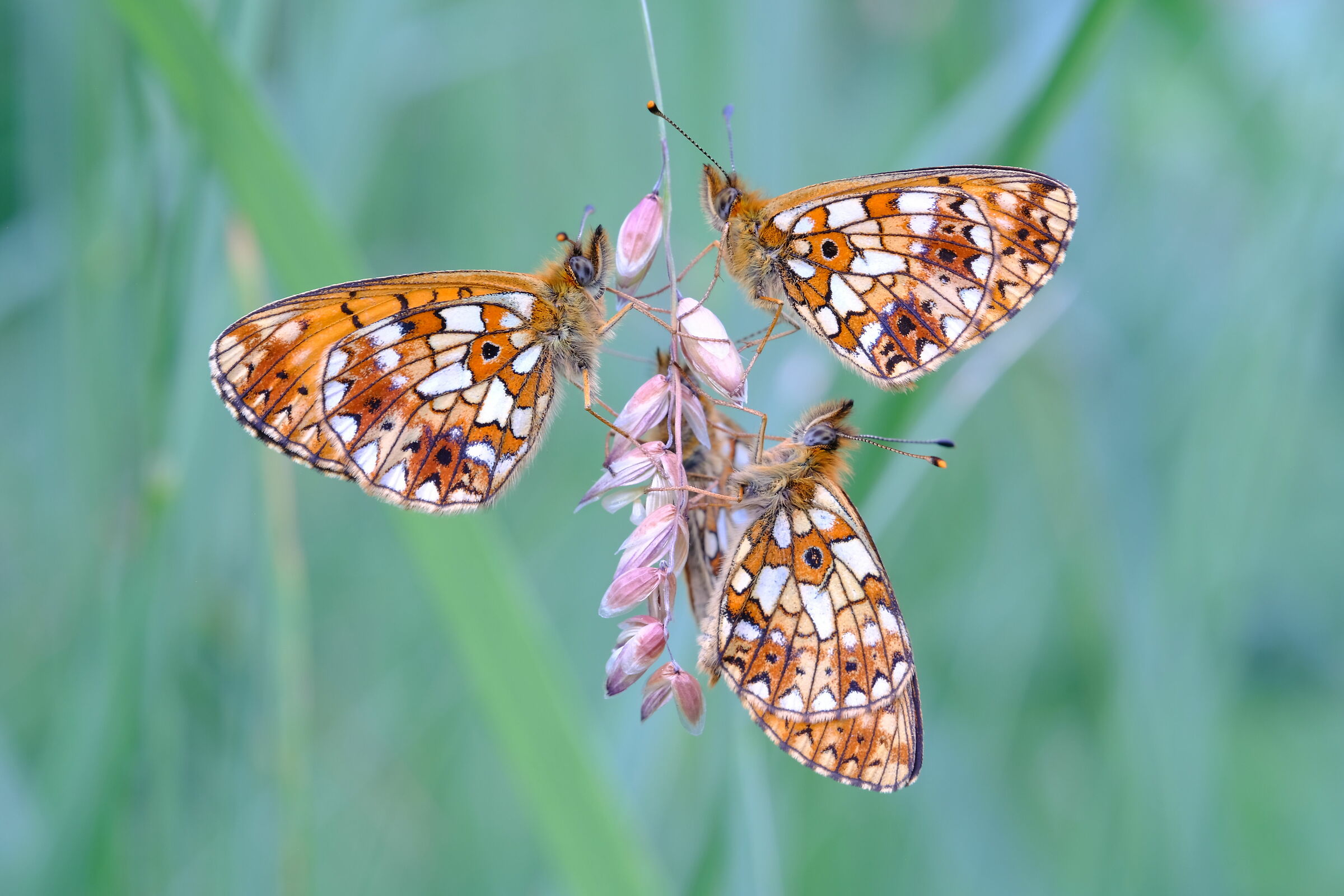 Boloria Selene
