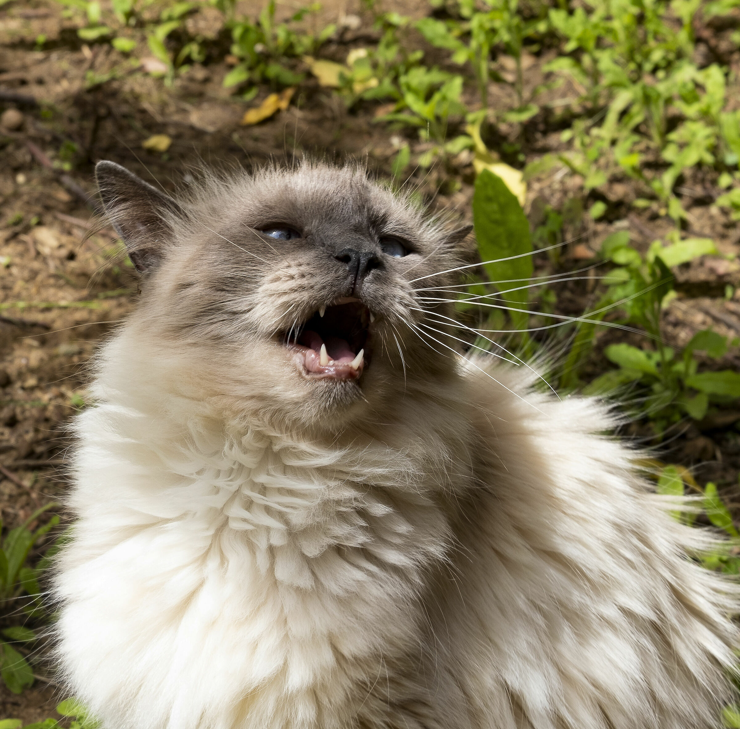 Domestico ....a chi?!?!?