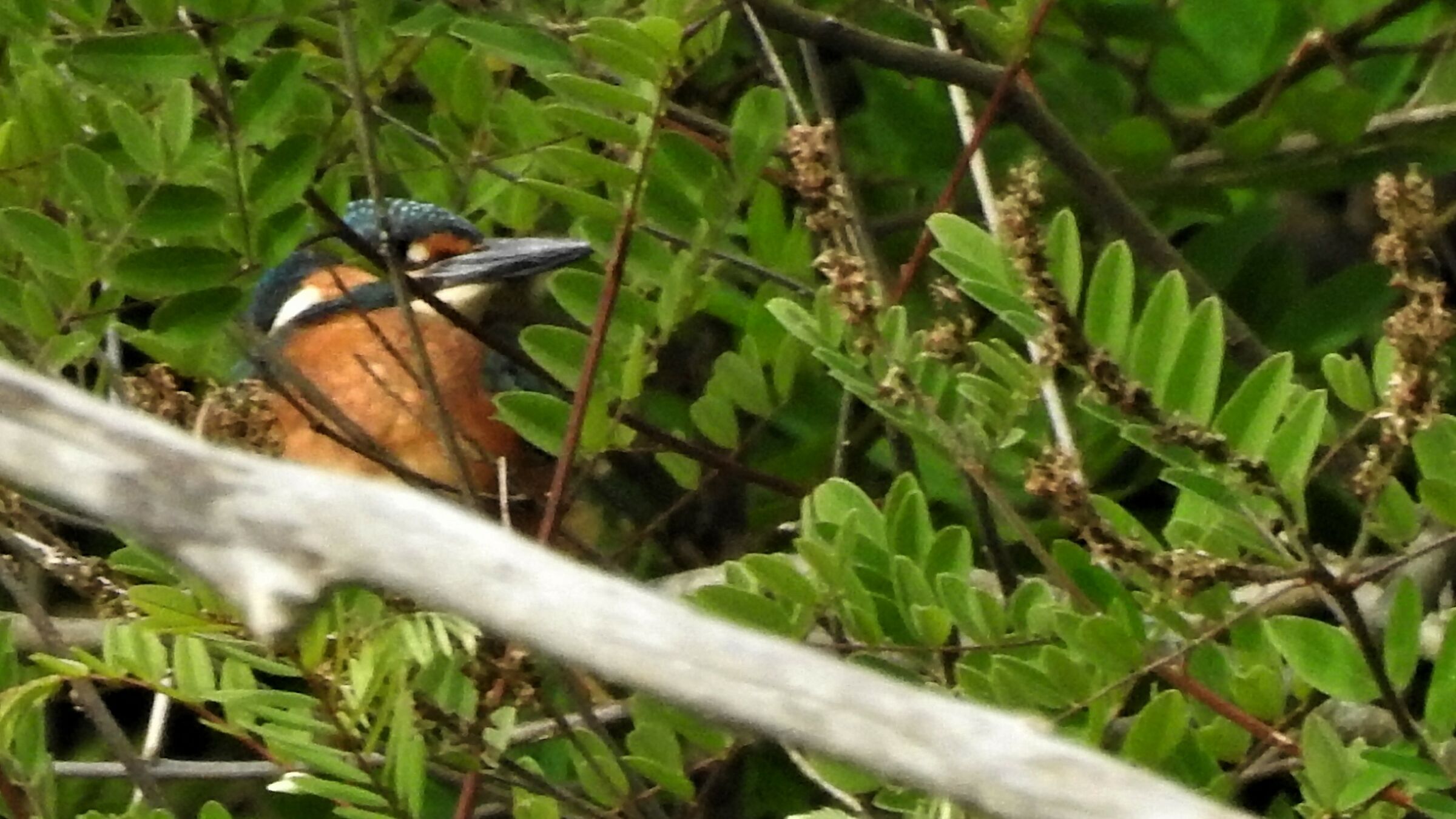 Martin pescatore, infrascato