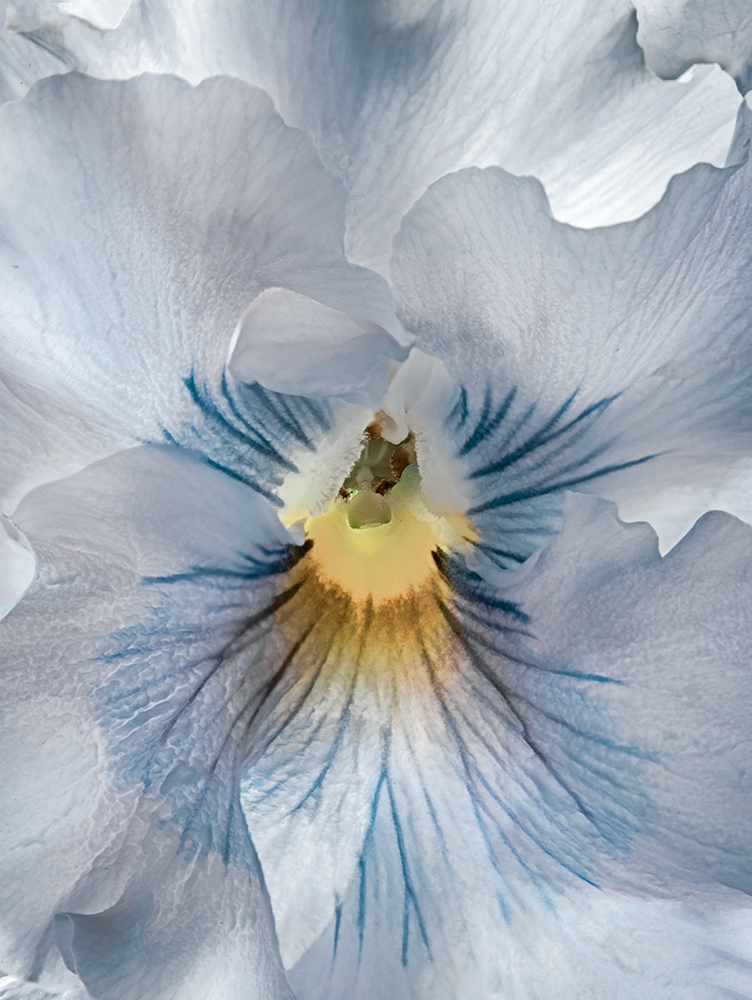 Violetta semplice e modesta