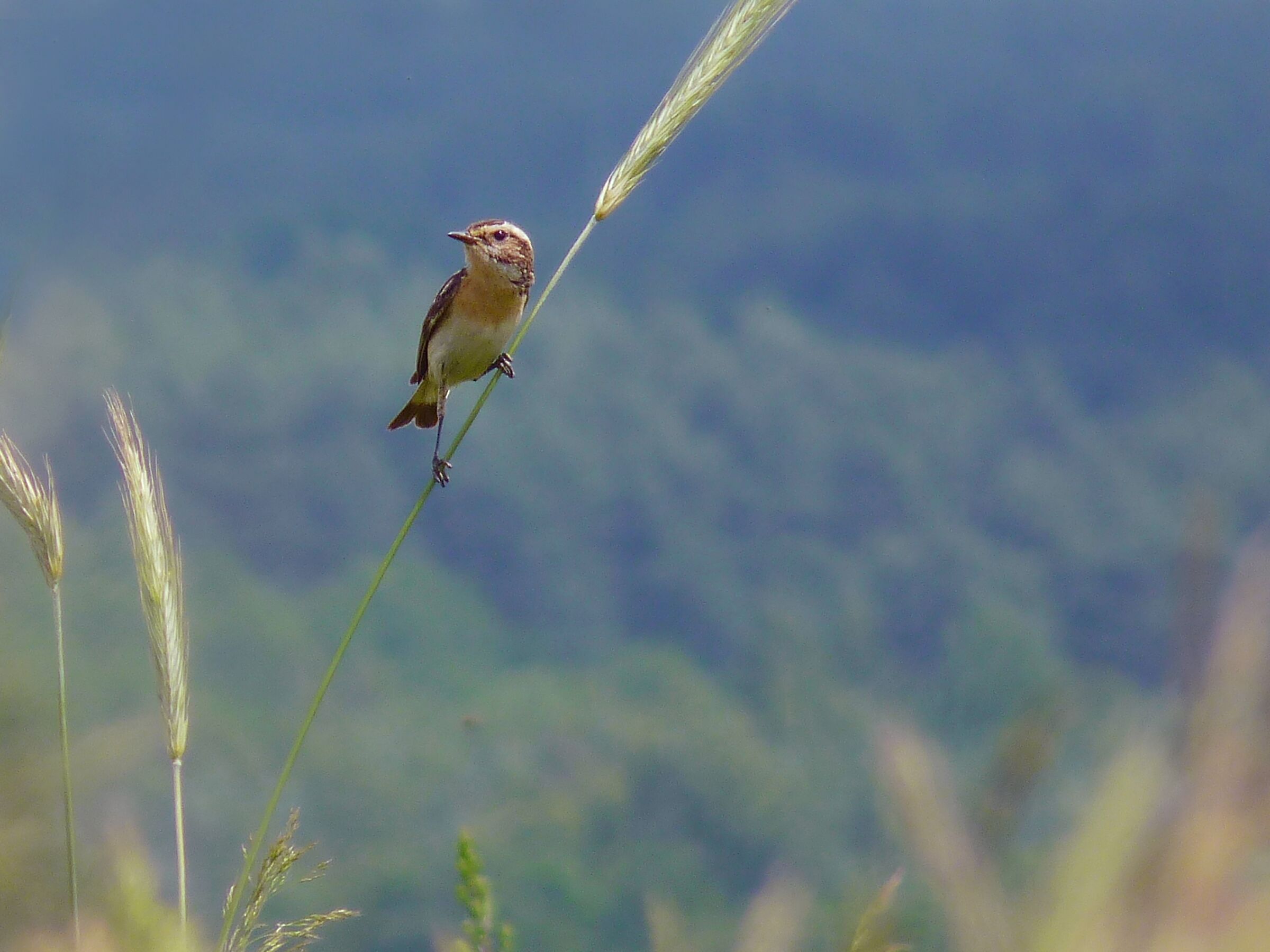 Poklaskwa 1 (Saxicola rubetra)