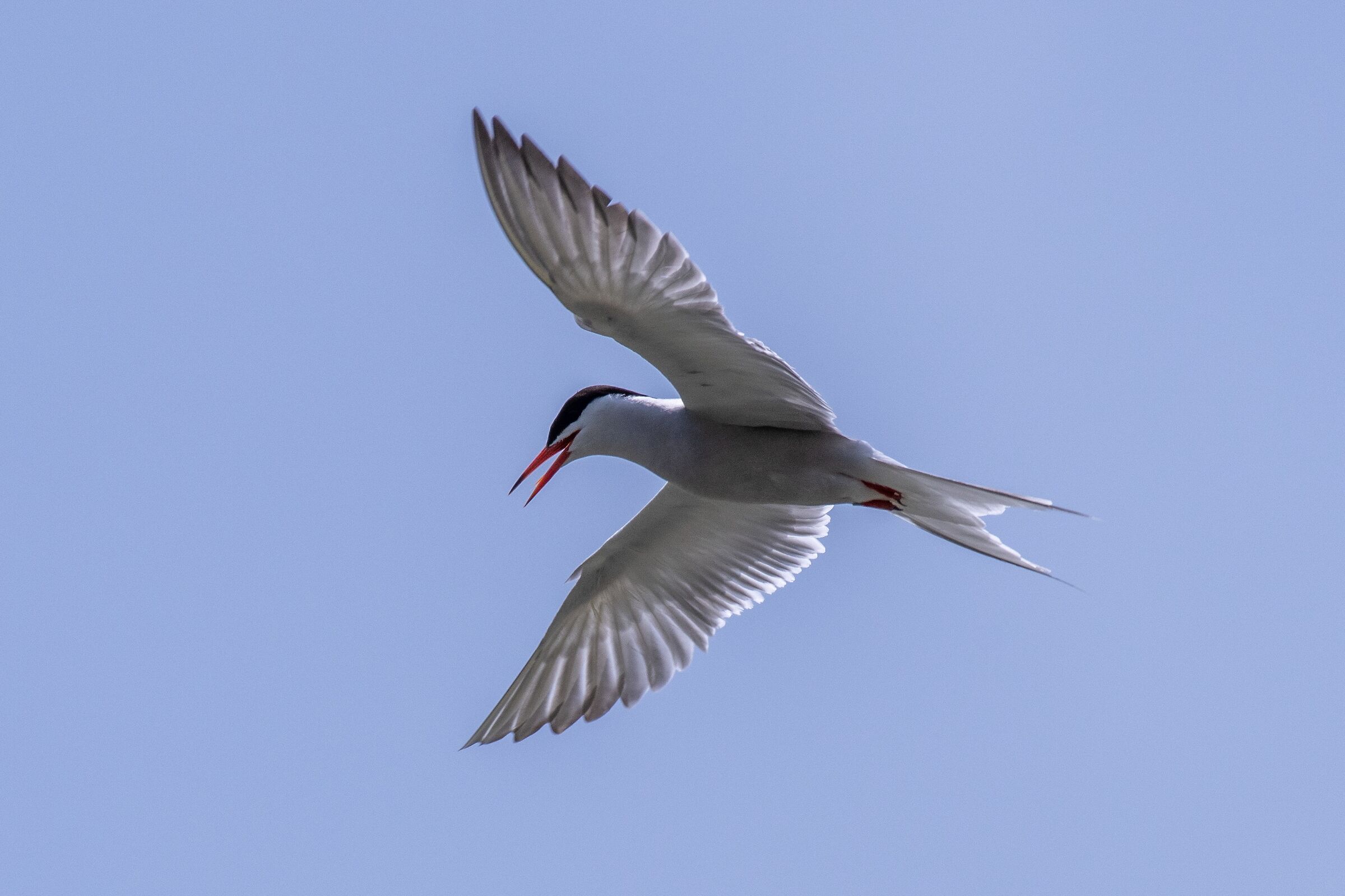 Common Tern