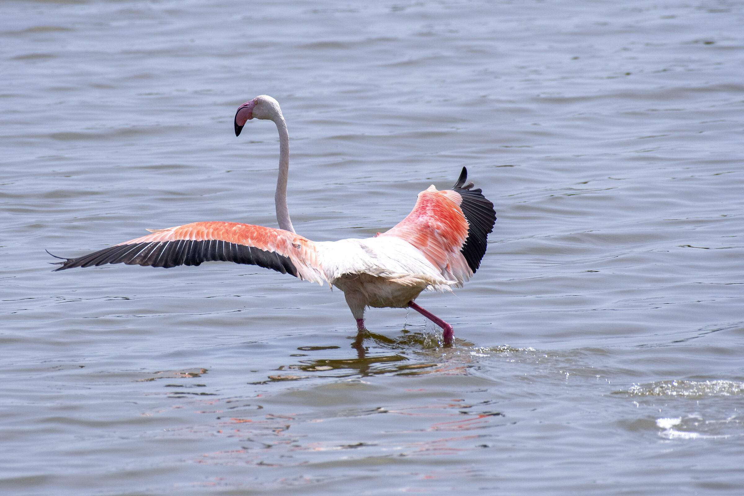 Pink Flamingo