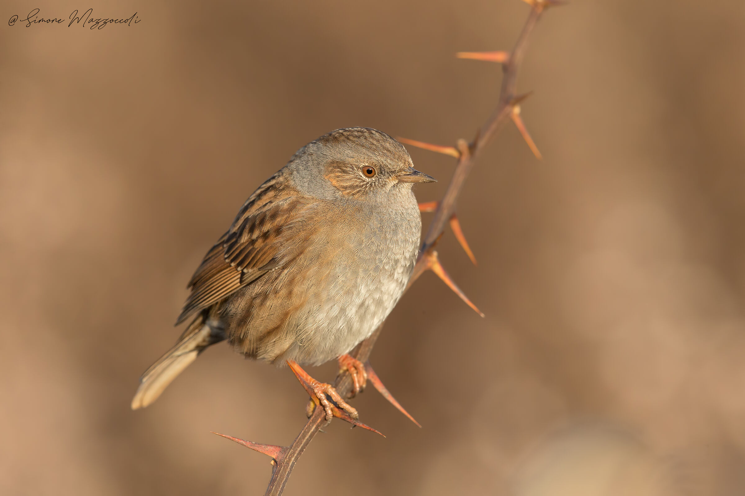 Passera Dunnock