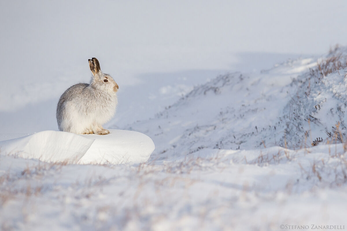 Mountain Hare