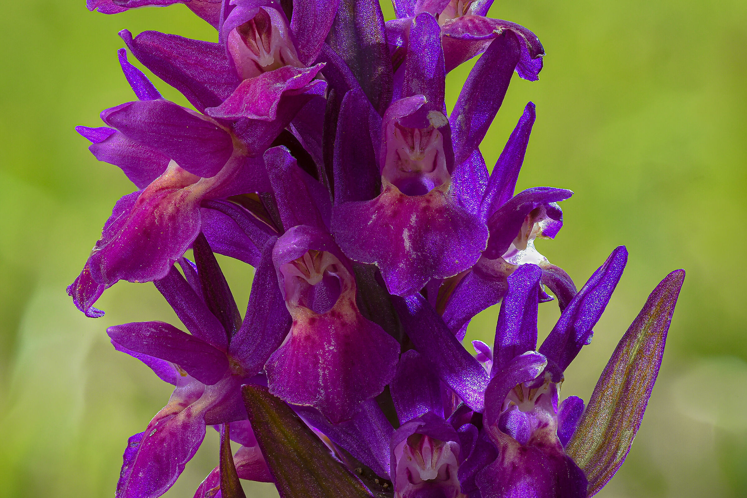 Dactylorhiza sambucina