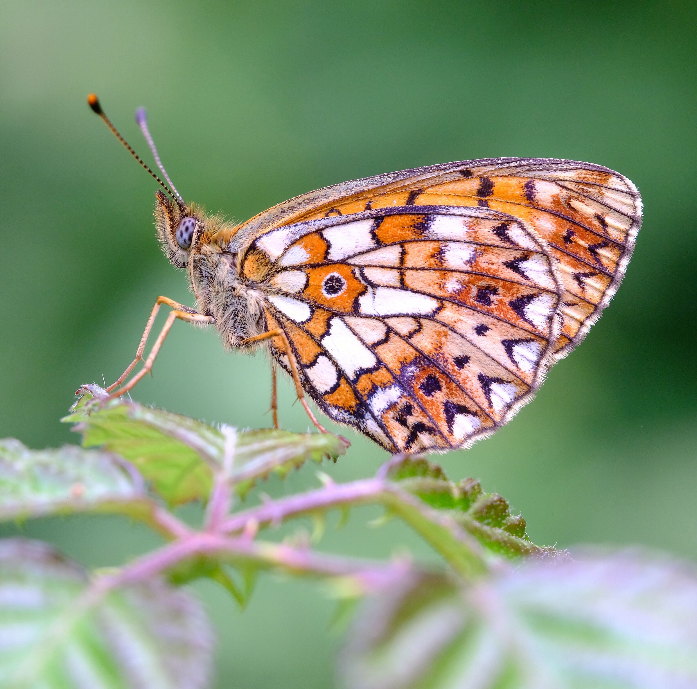 A little bit of detail (not 24 mpx for the toughest)