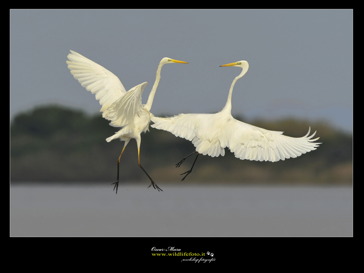 Airone Bianco.....la danza