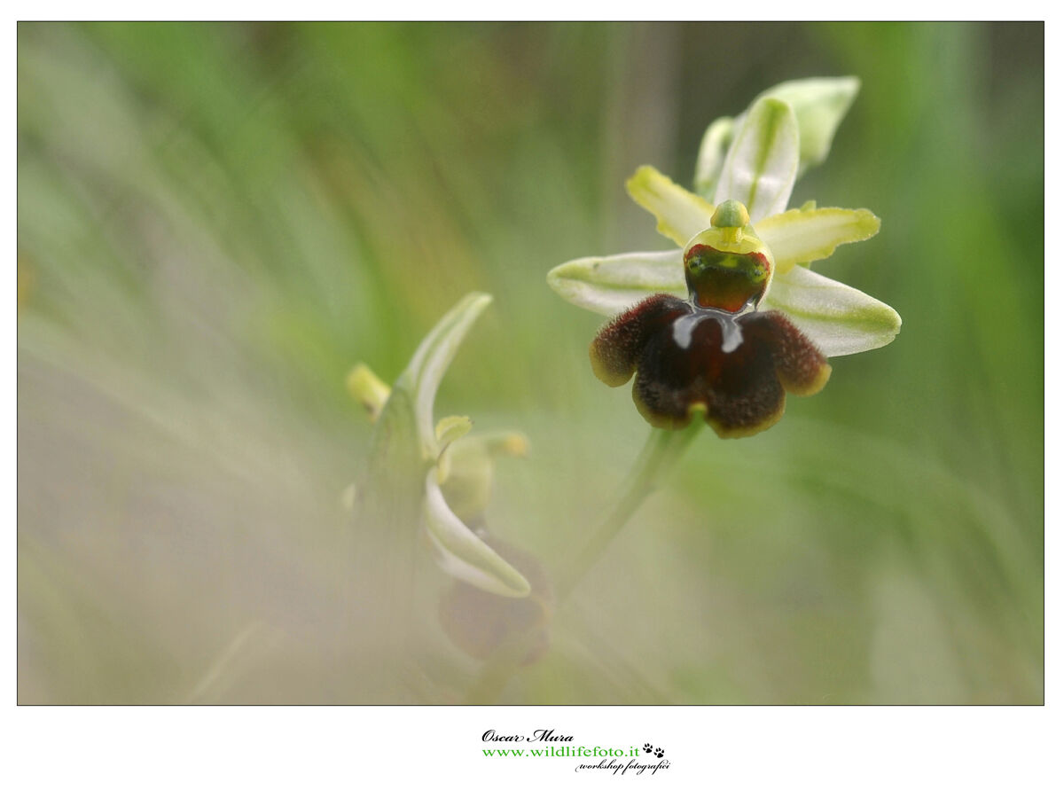 Senoricas il magico mondo delle Orchidee