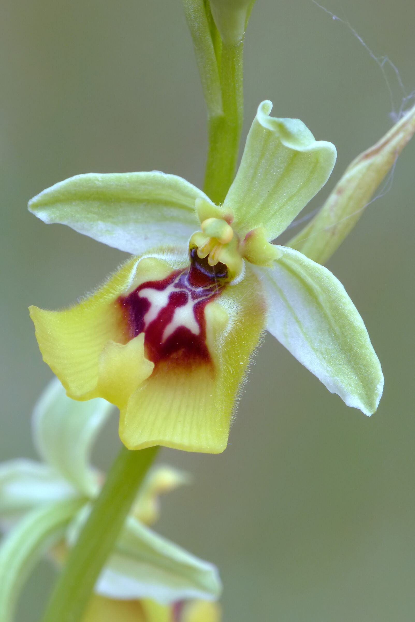 Ophrys lacaitae