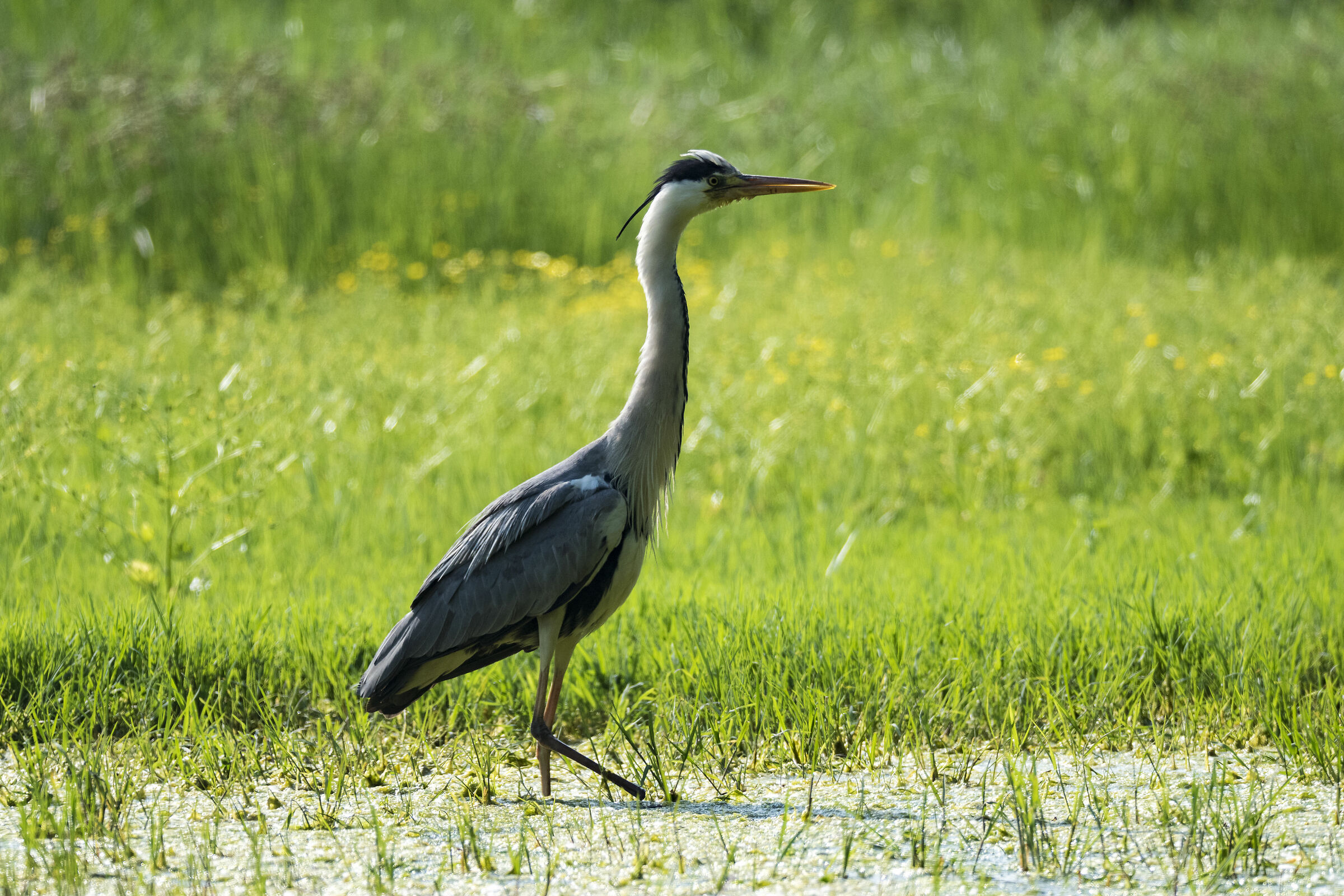 Grey Heron