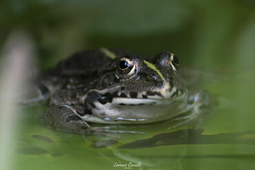 Pelophylax kurtmuelleri