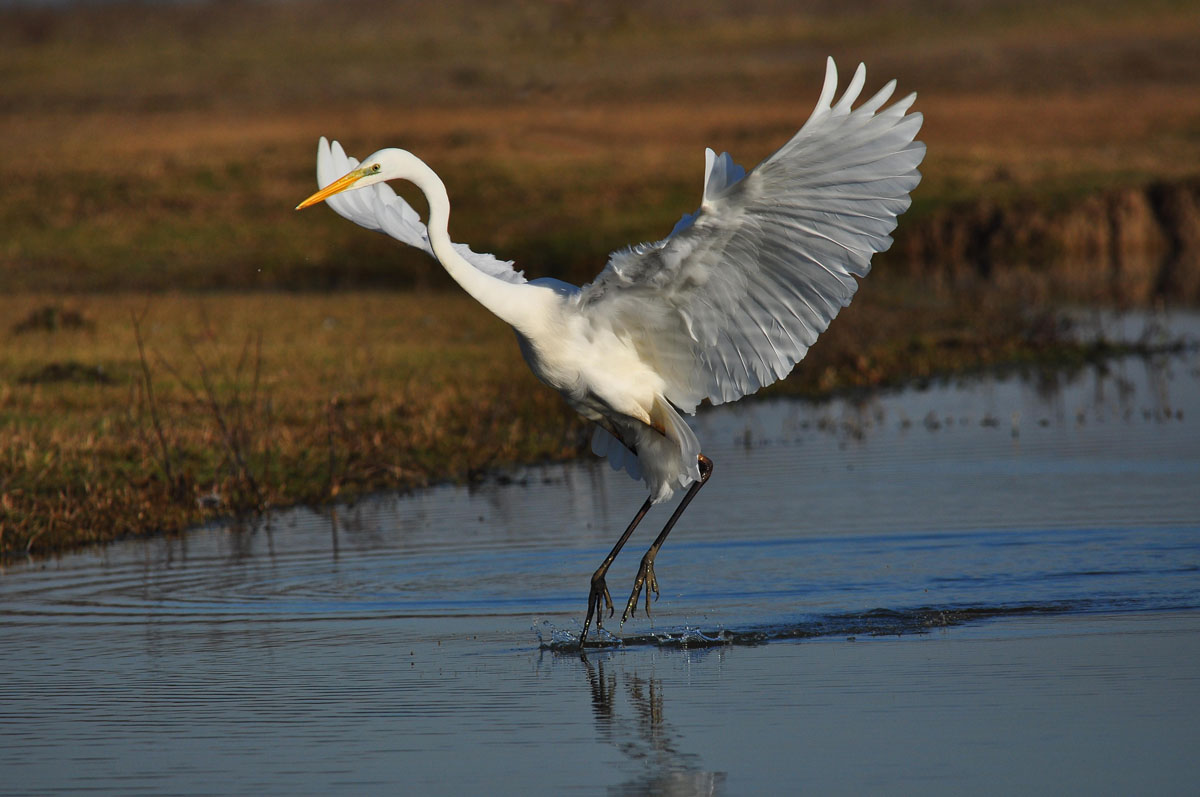 Airone bianco maggiore - Isola della Cona