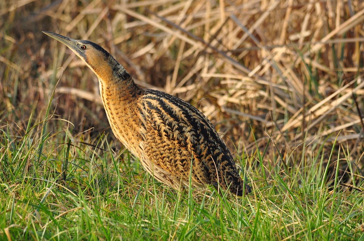 Tarabuso - Isola della Cona