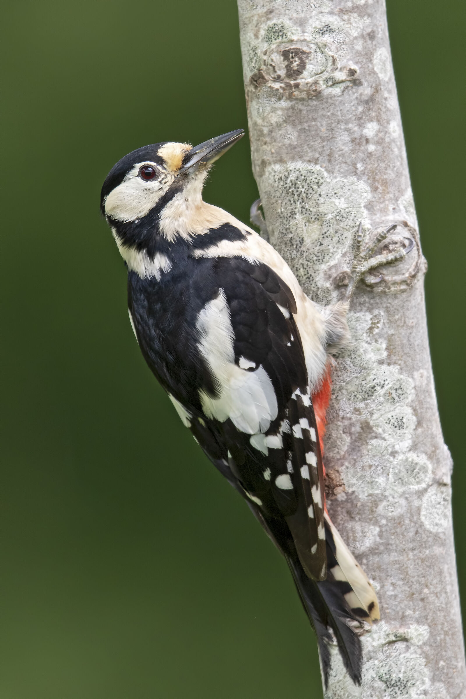 Dendrocopos maggiore