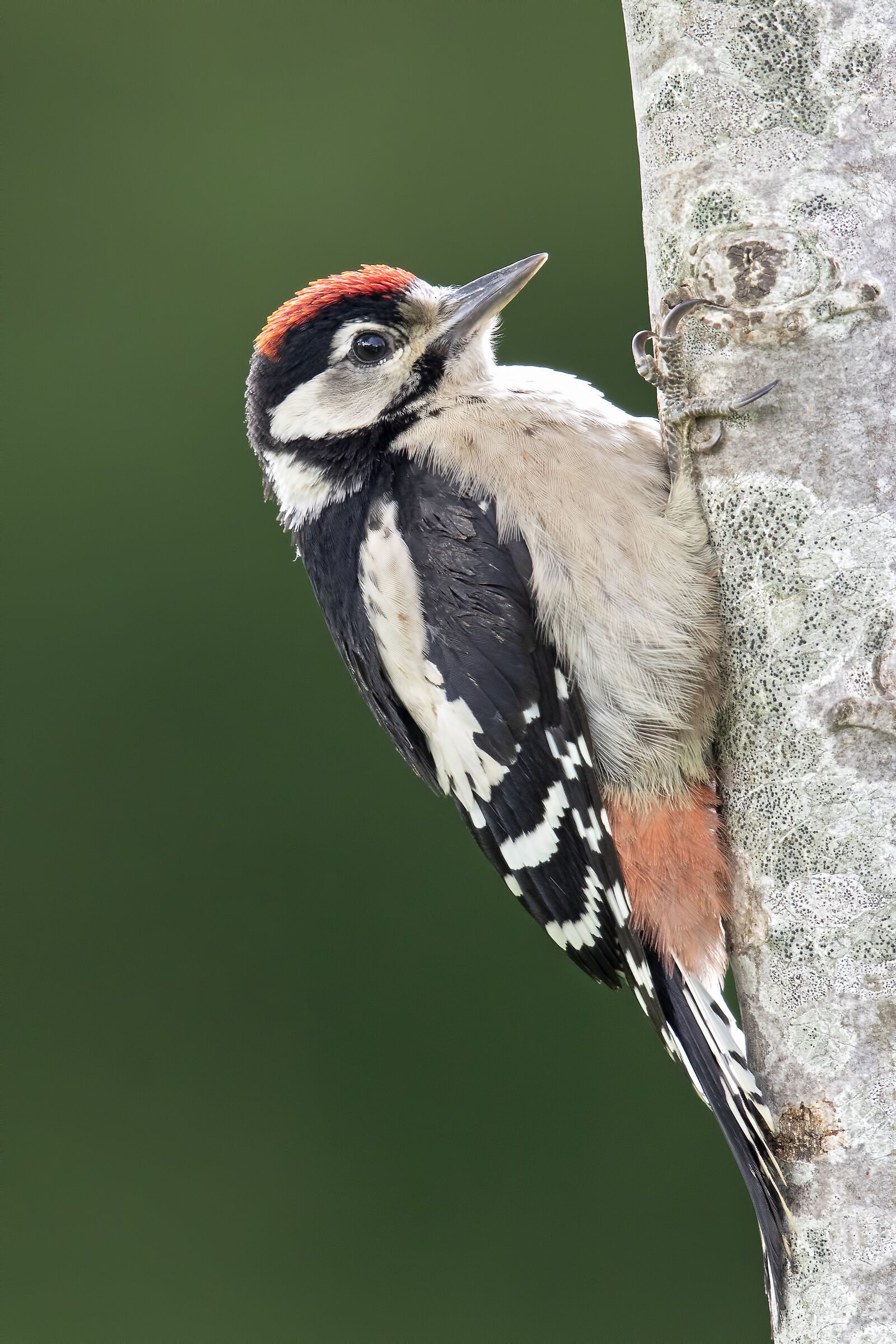 Dendrocopos maggiore