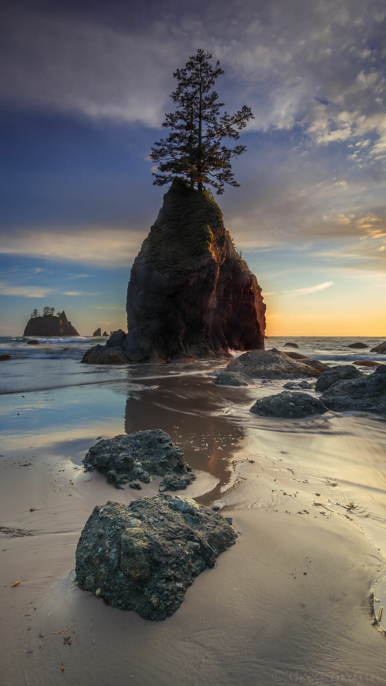 Lone Tree at Point of Arches