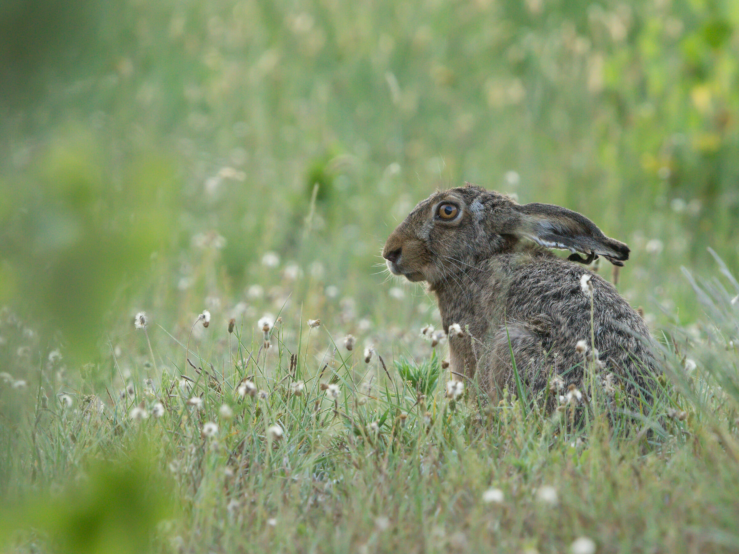 Lepus europaeus