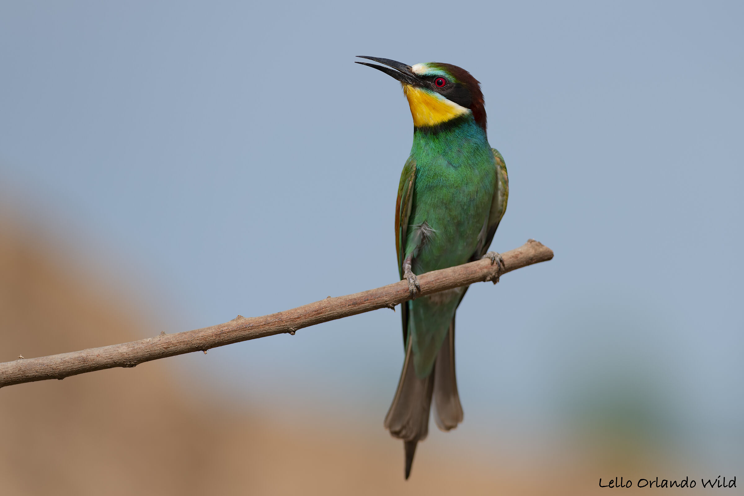 Bee-eater posing