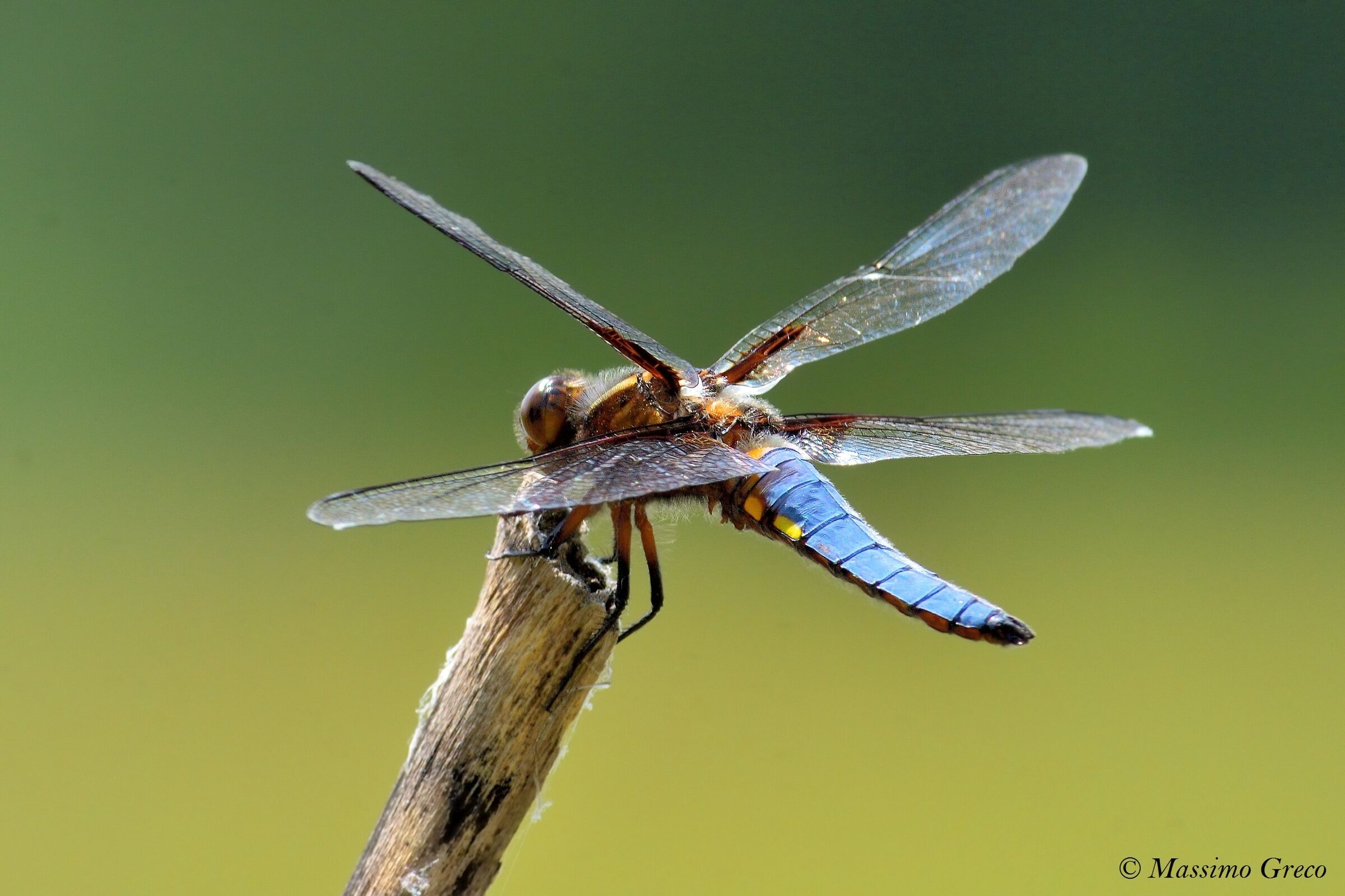 Libellula panciapiatta(Libellula depressa)