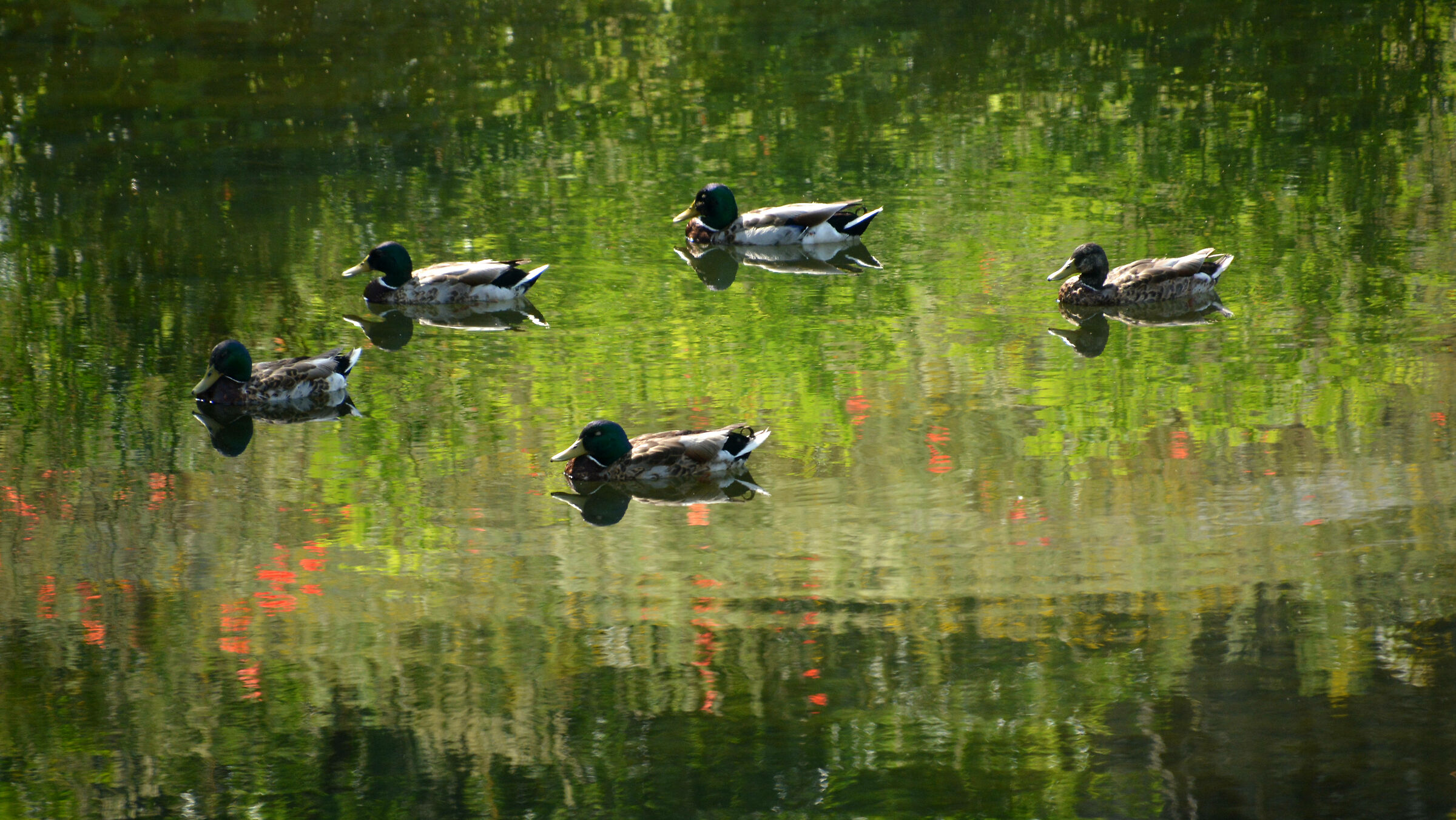 Poppies and Ducks