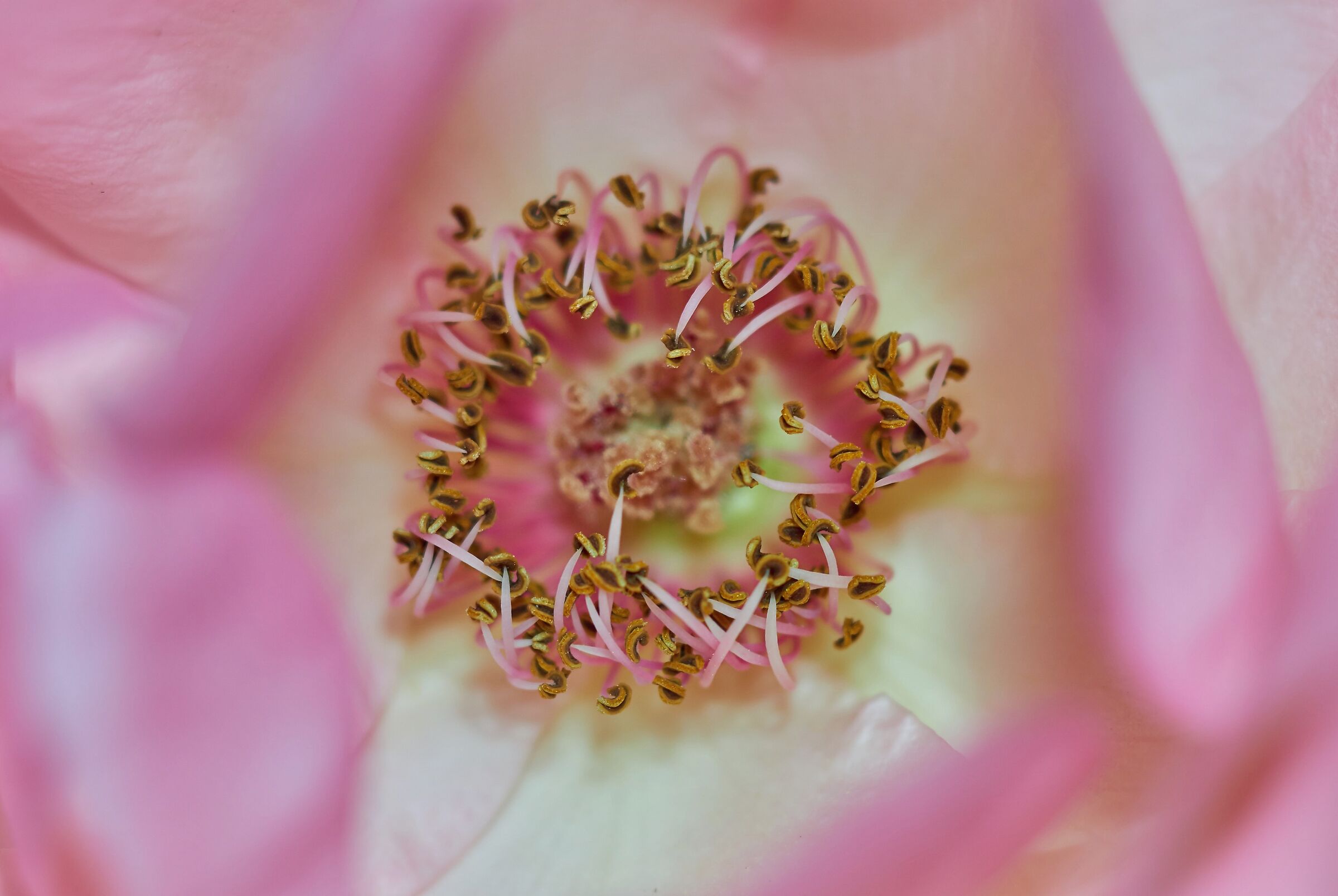 In the heart of a rose