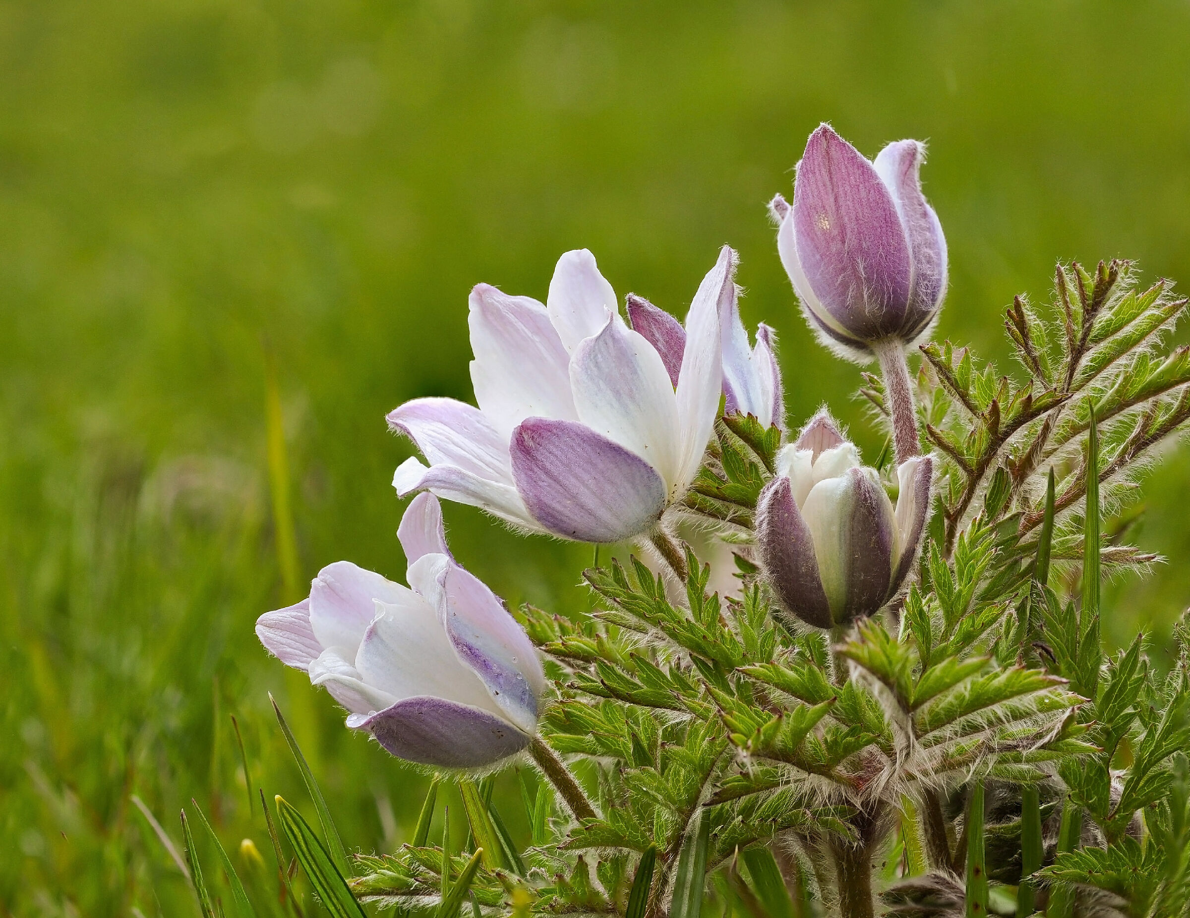 Anemone alpino