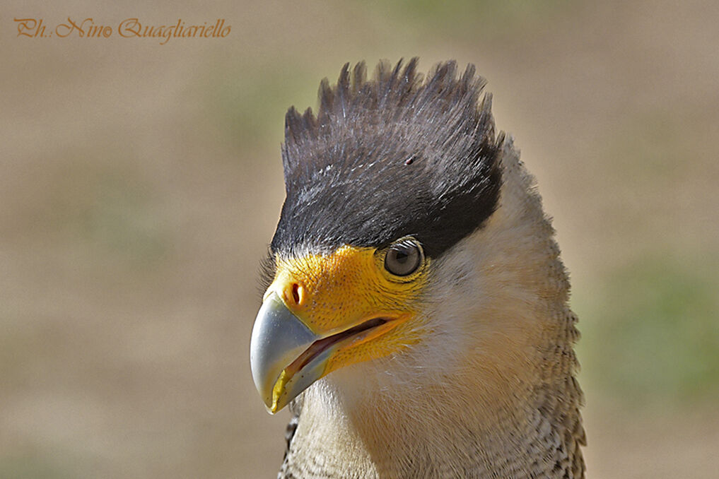 Caracara plancus