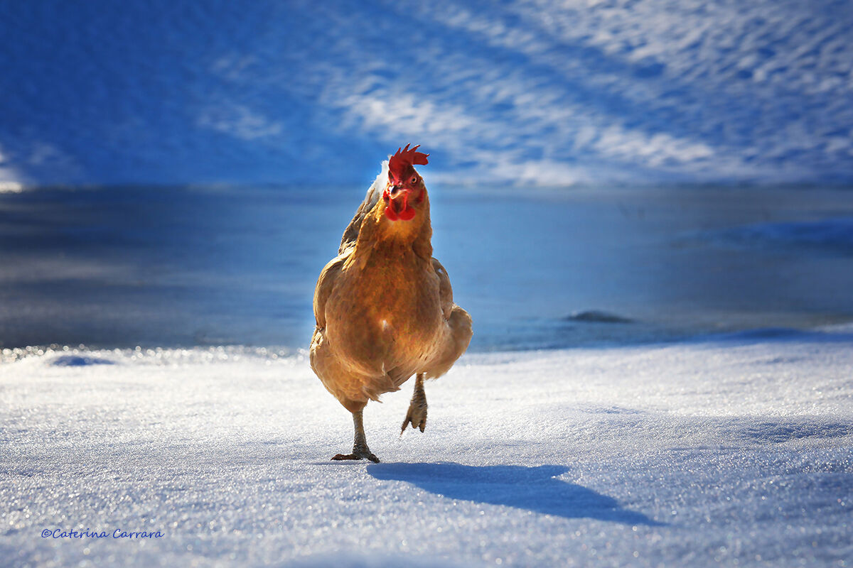 Hen on the Run