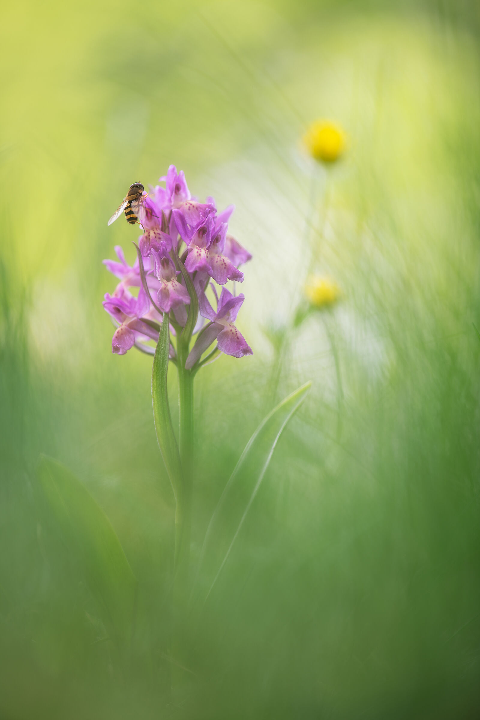 Dactylorhiza Sambucina with Sirfide