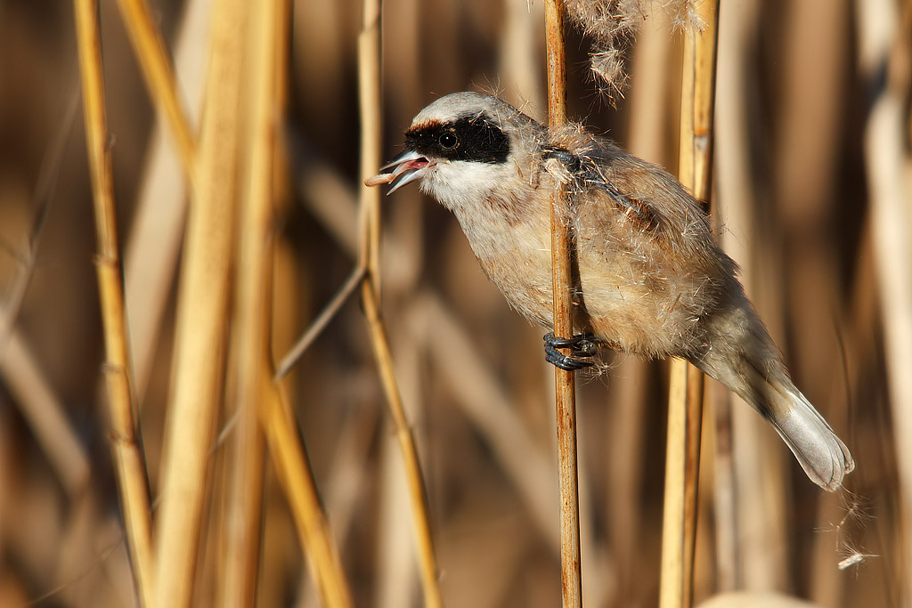 Pendolino della Piana fiorentina