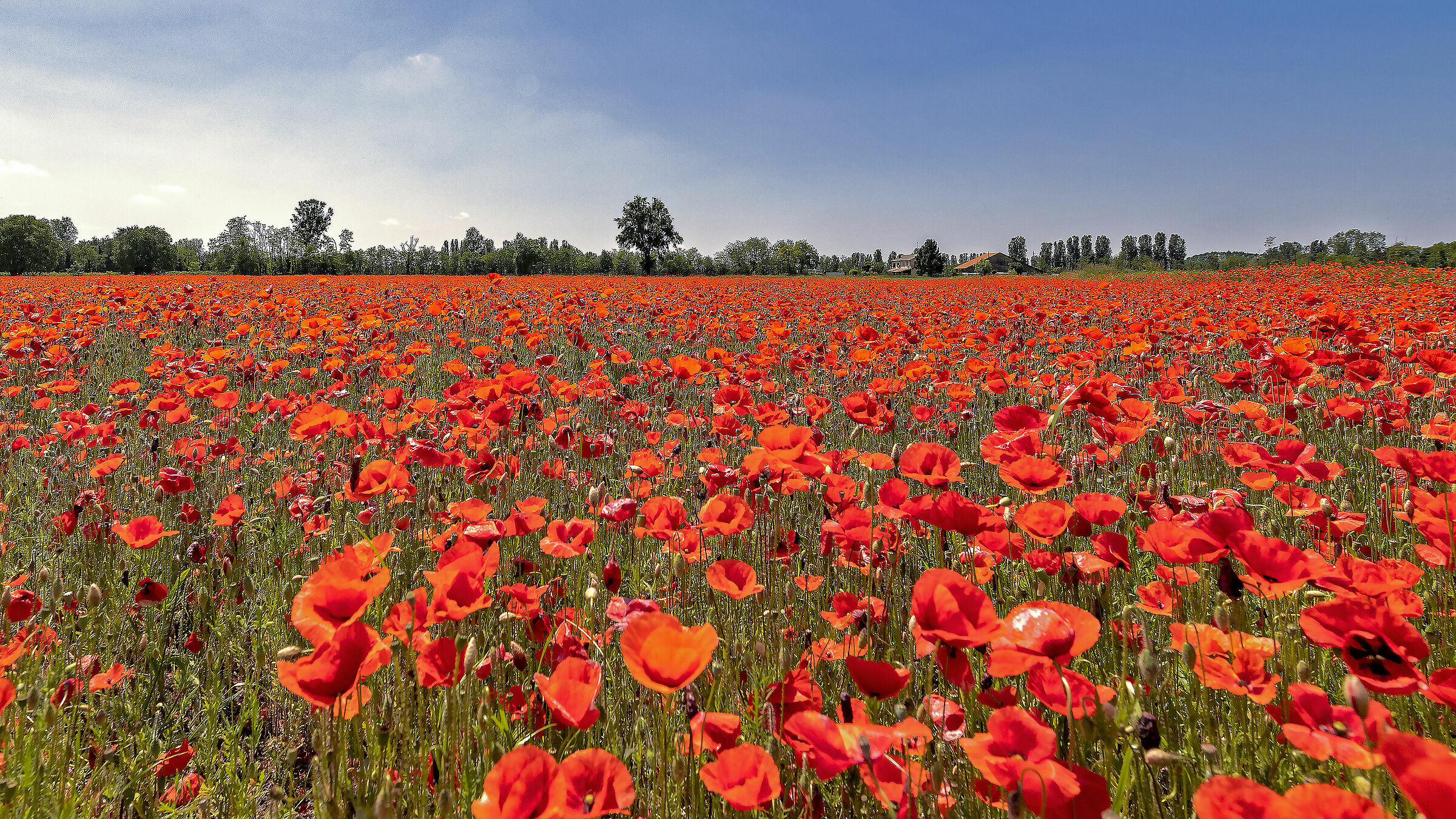 The House of Poppies