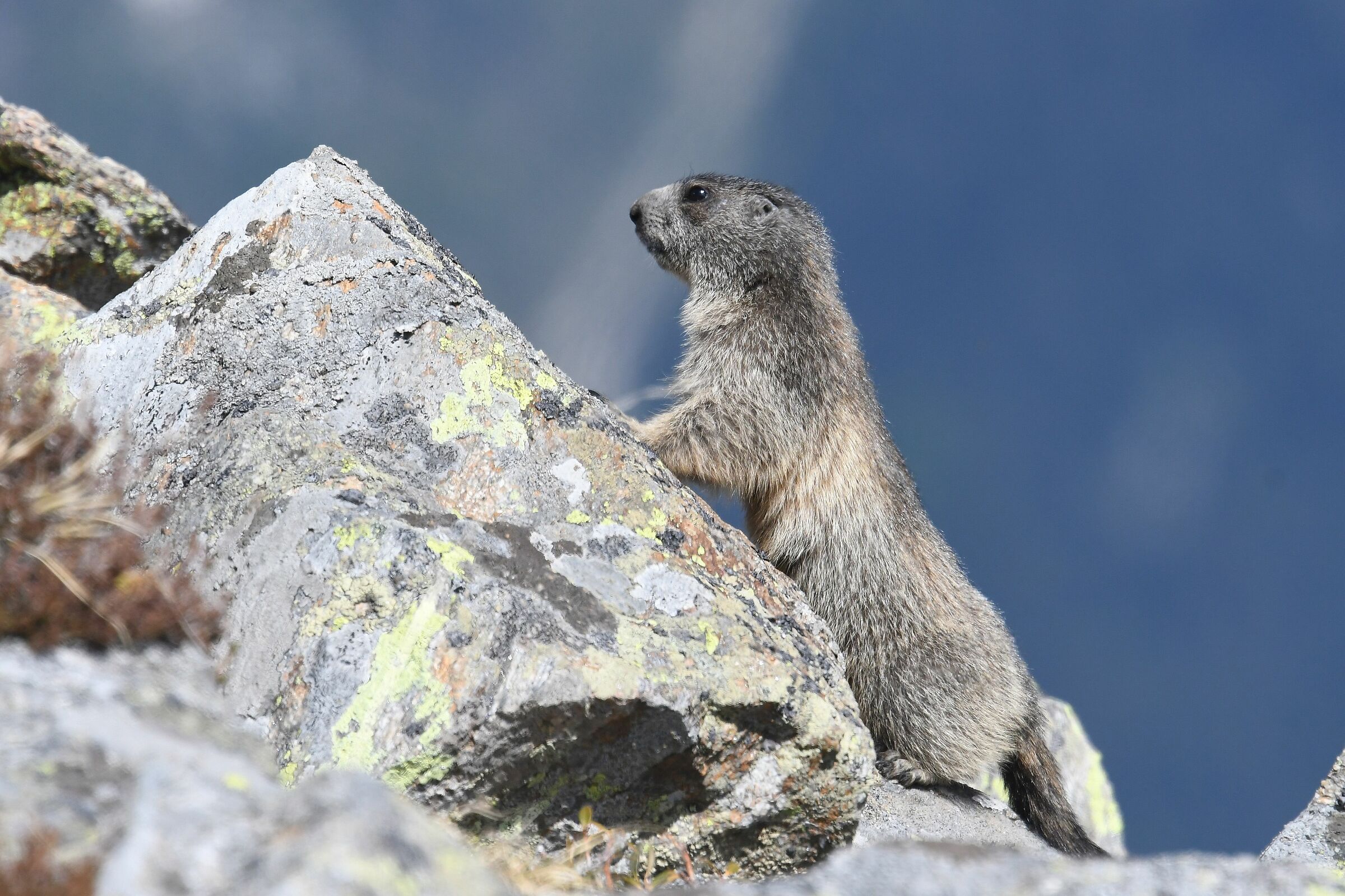 marmotta