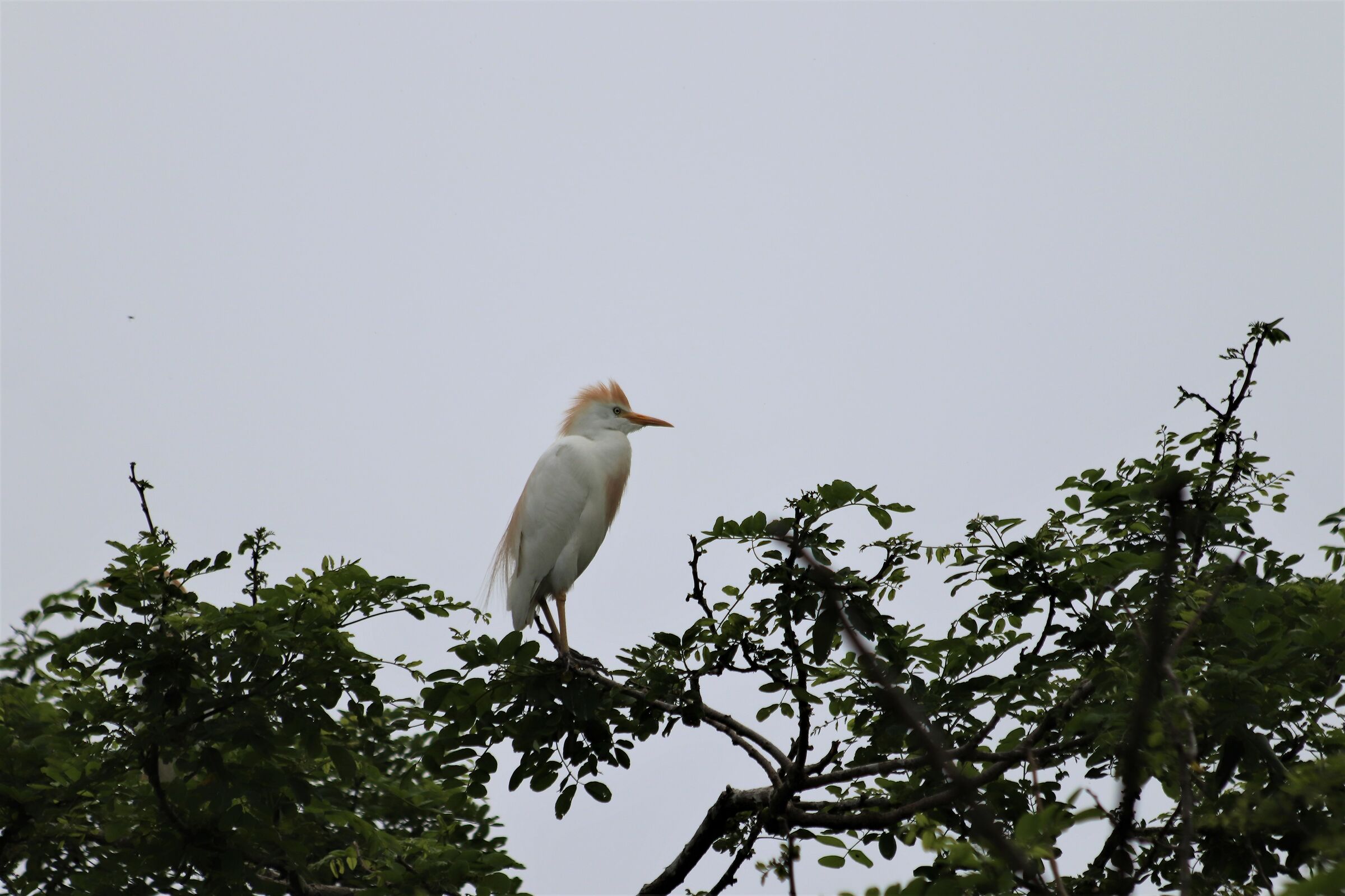 guardabuoi "abbassa la cresta faraone"