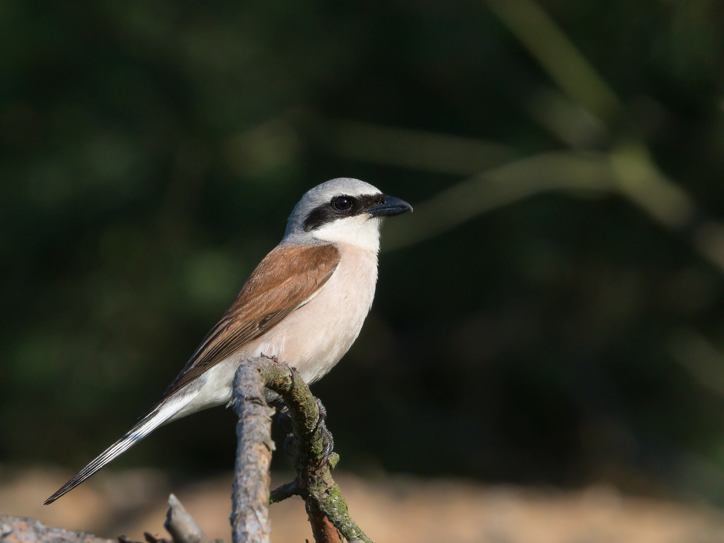 Shrike con spalle rosse (Lanius collurio)