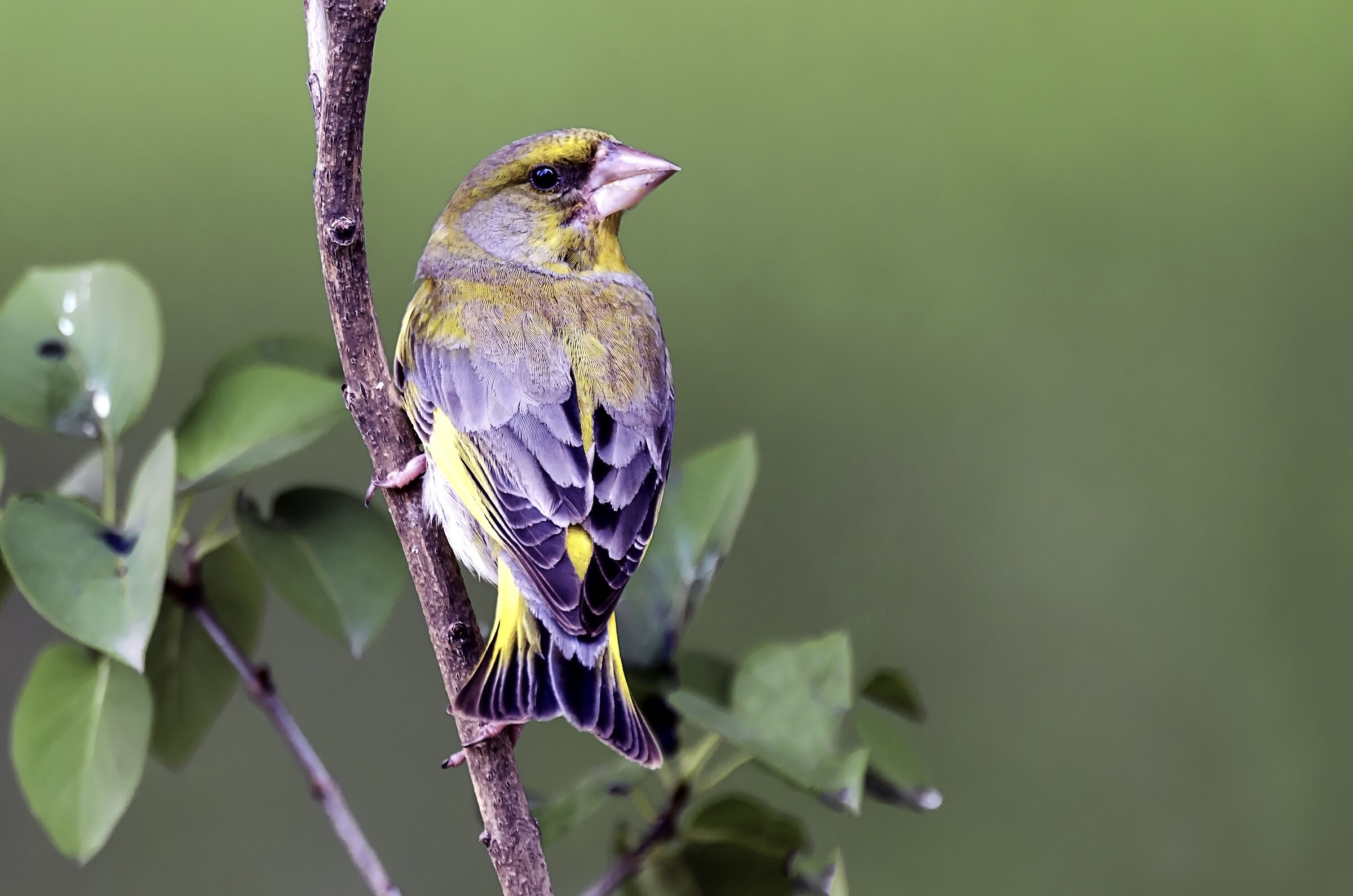 Chloris chloris