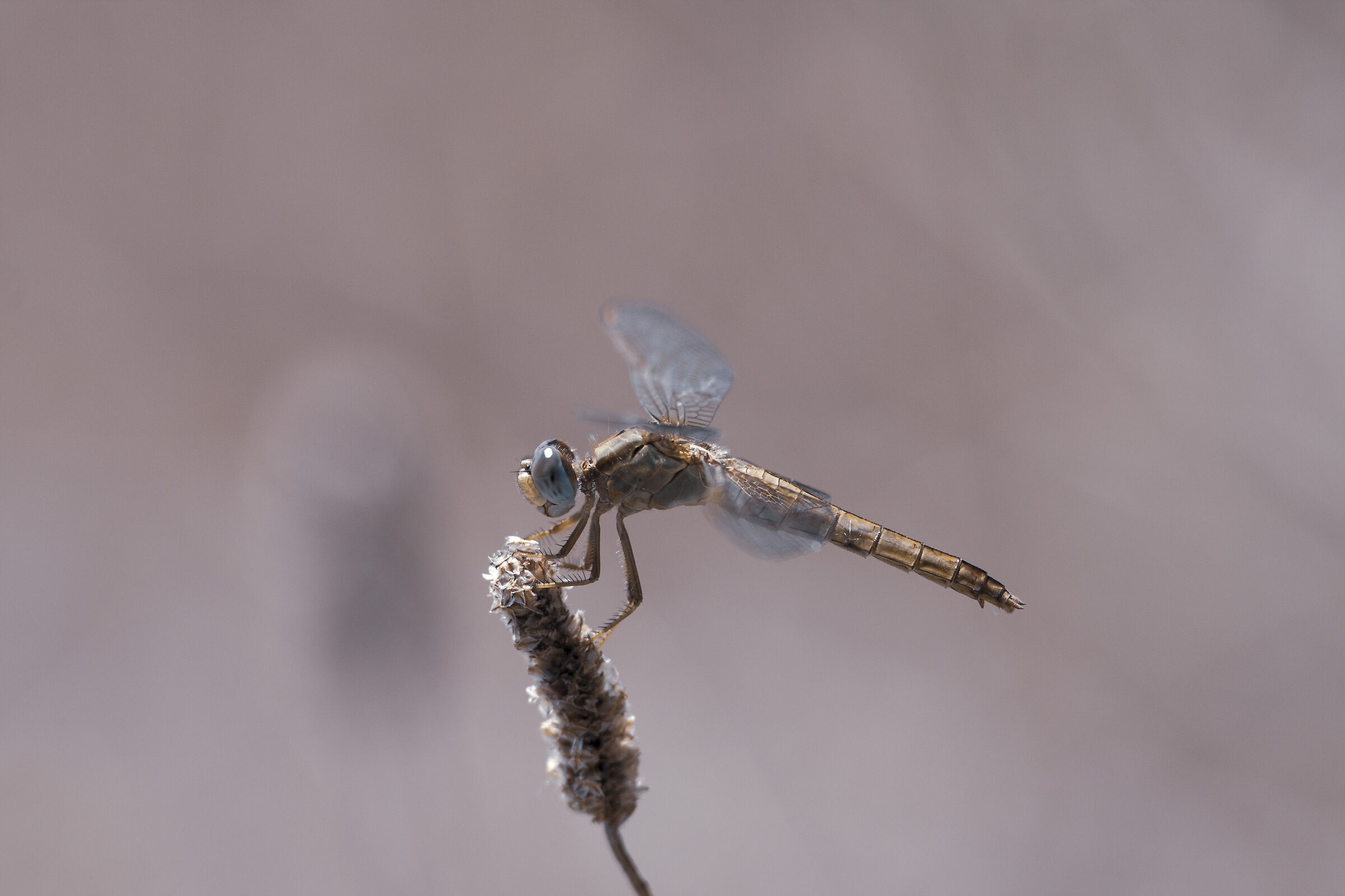 Dragonfly
