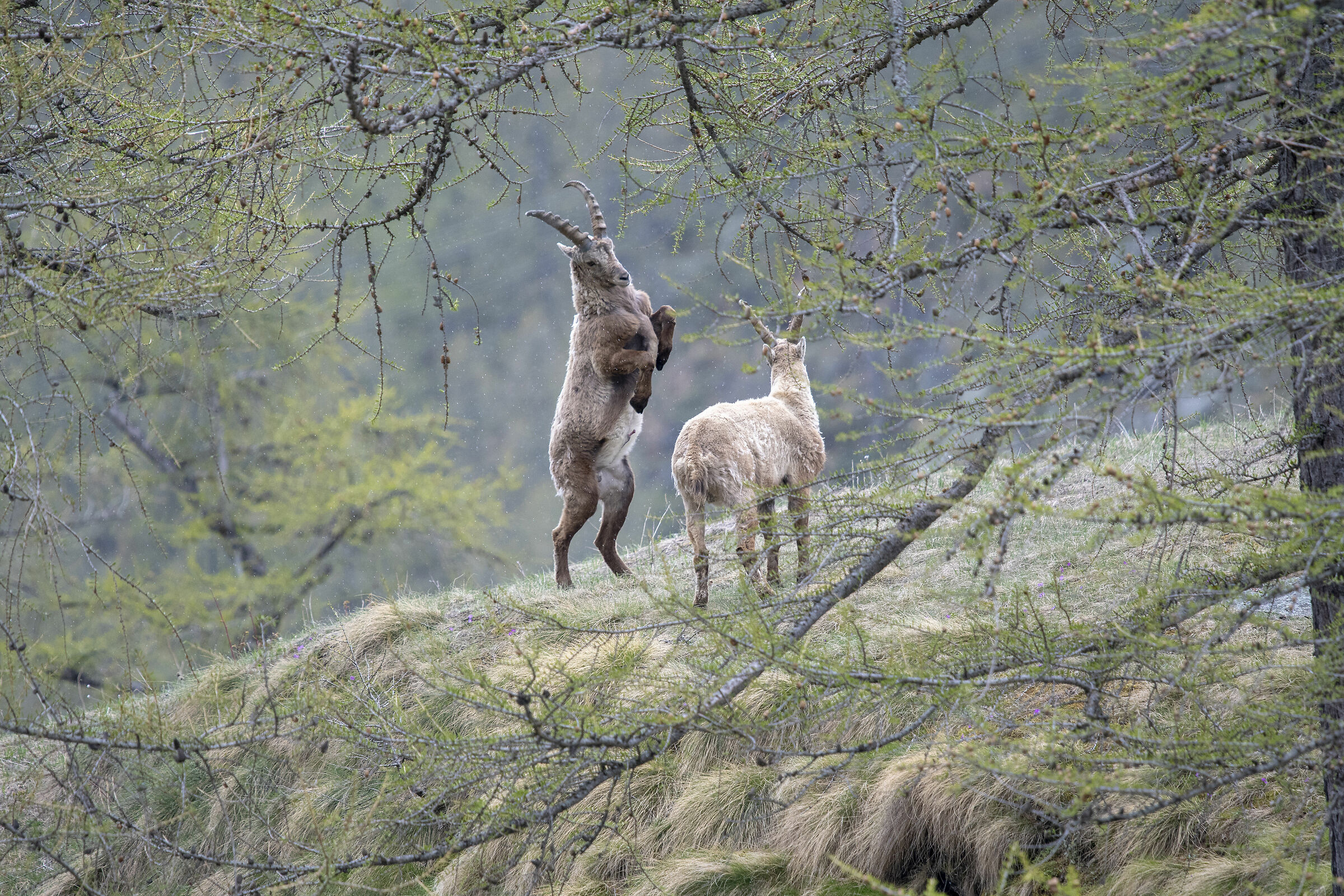 Ibex-Great paradise-May 2019