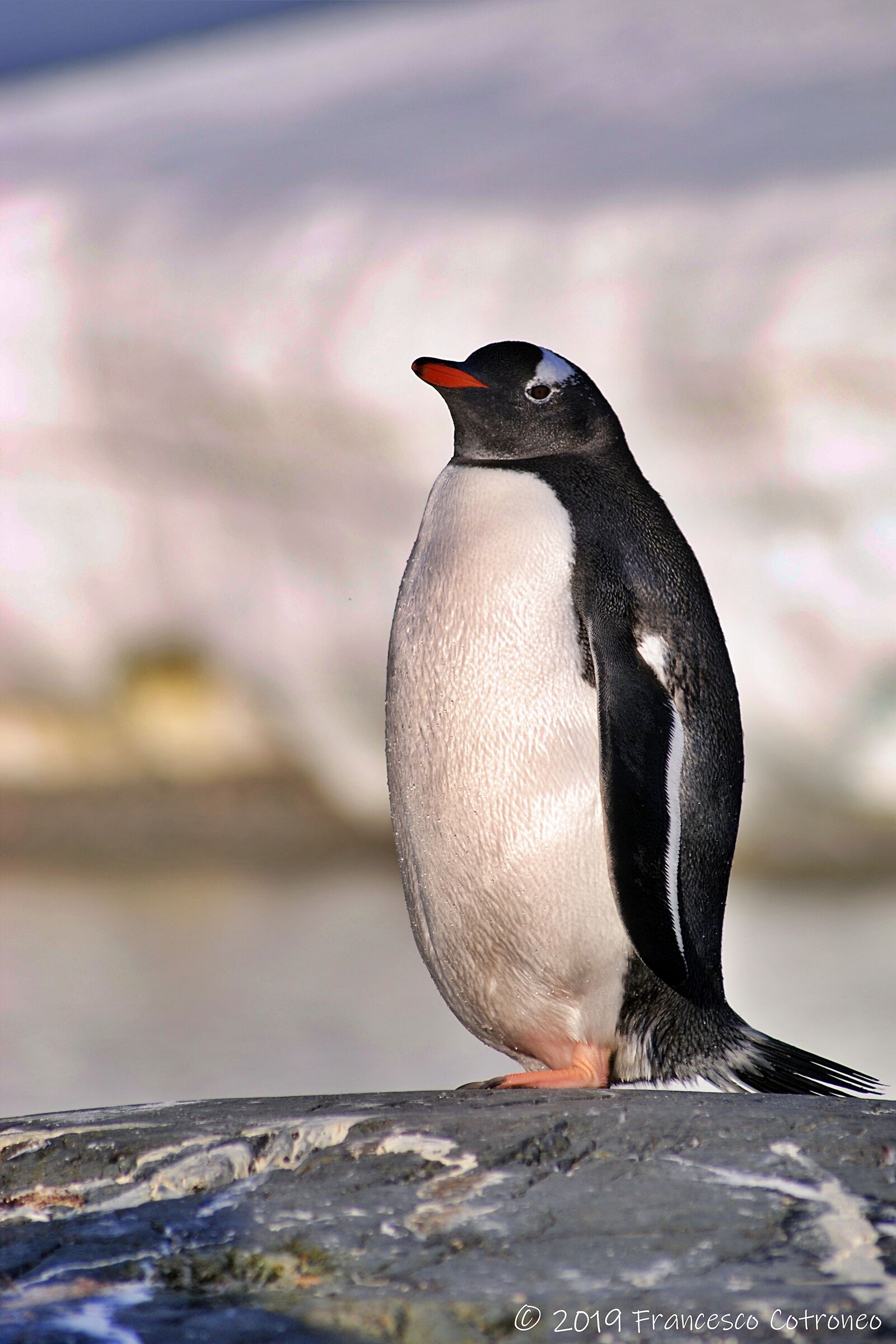 Antarctica-Photo Journey