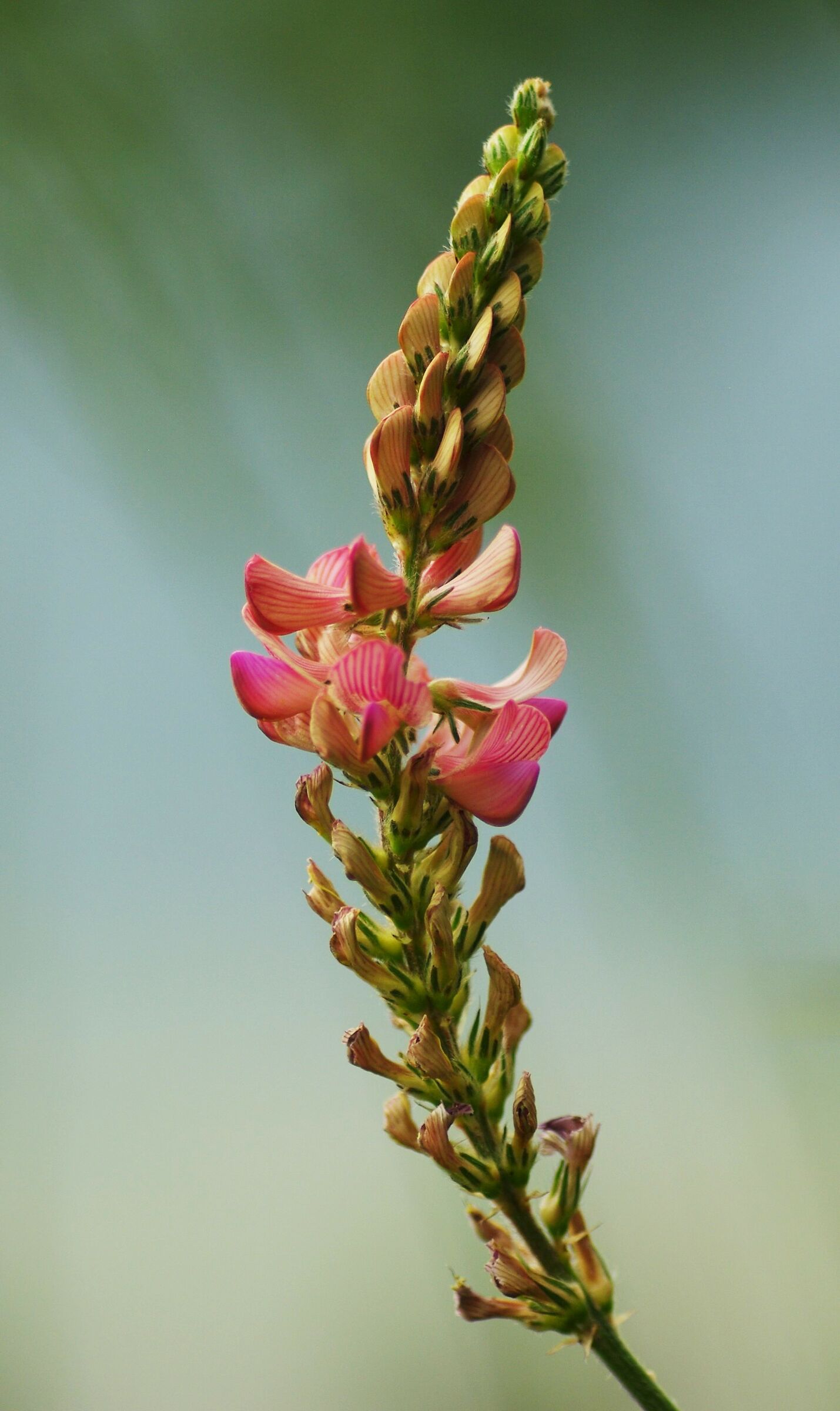 Lupinella (Onobrychis sp.)