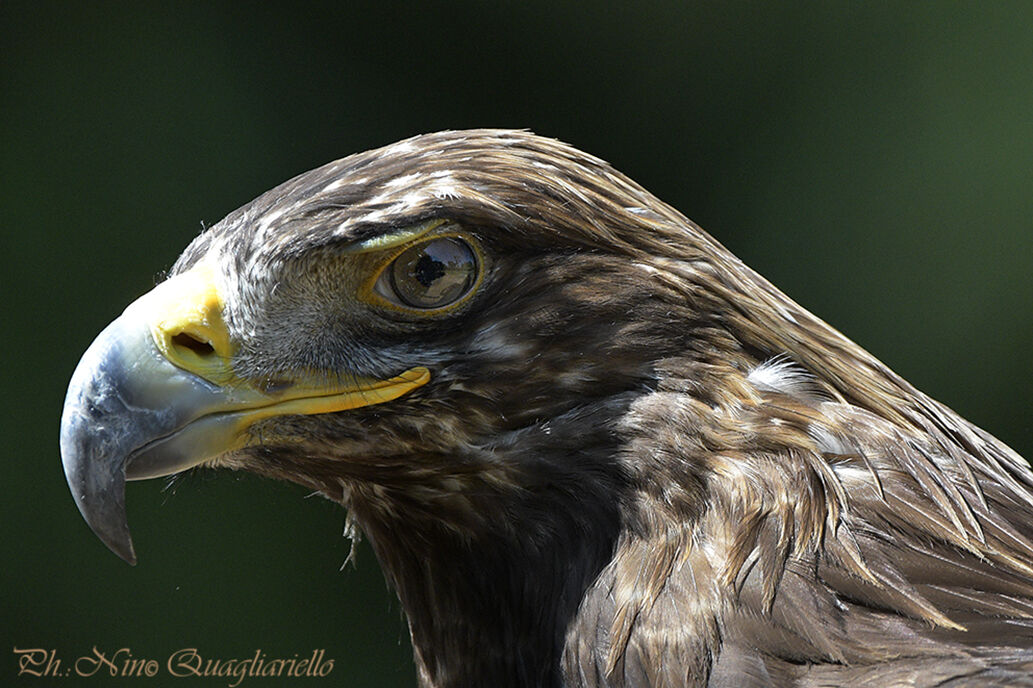 Aquila reale
