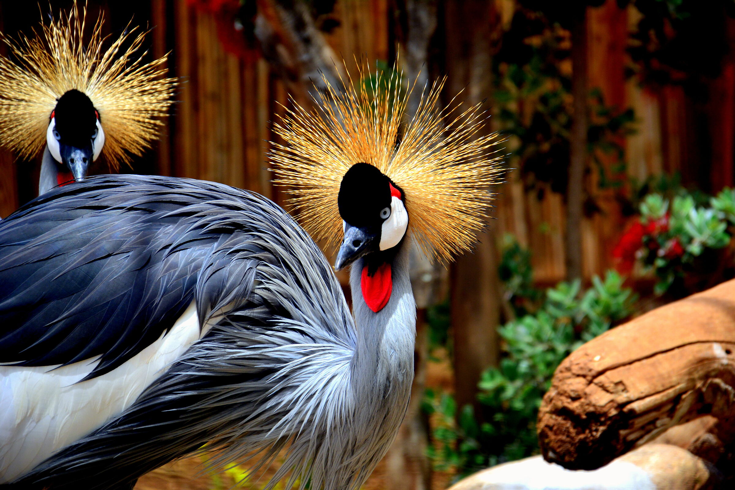 Crowned Crane