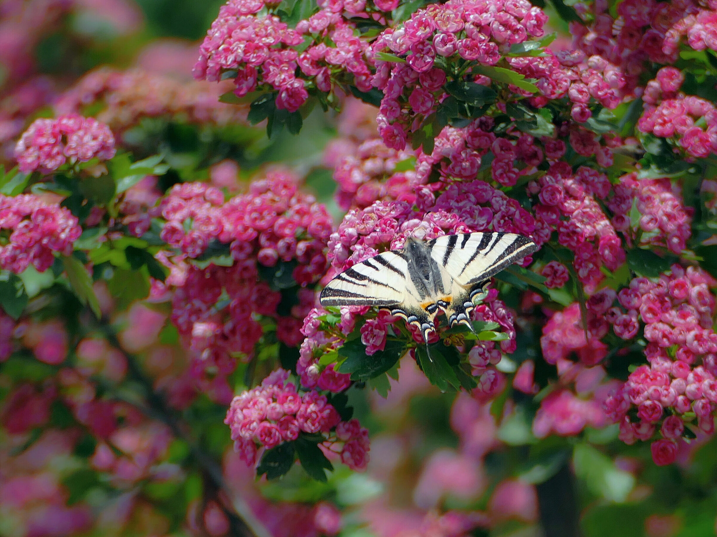 Paz zeglarz 1 (Iphiclides podalirius)