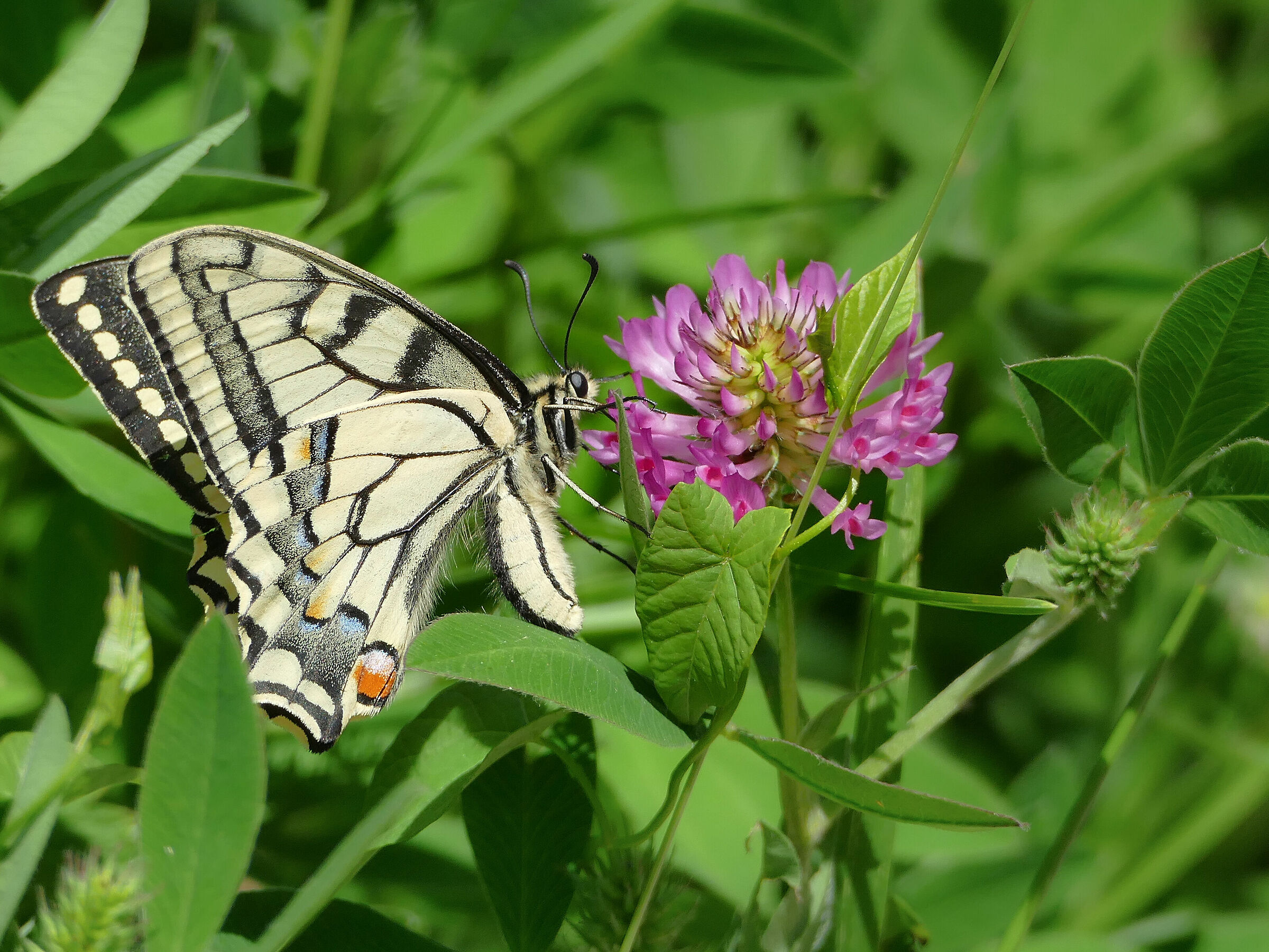 Paz krolowej 2 (Papilio machaon)