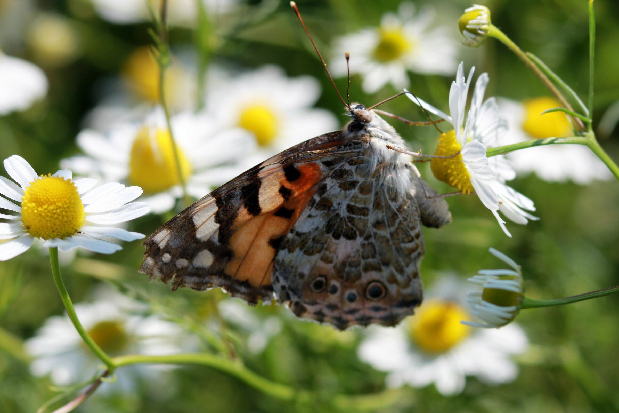 Miss Butterfly 2019, more difficult....